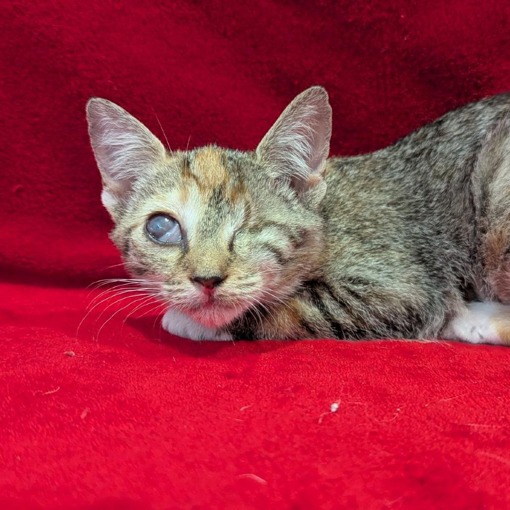 Enlarge Zombie, an adopted mixed breed in Ocala, FL image 2/3