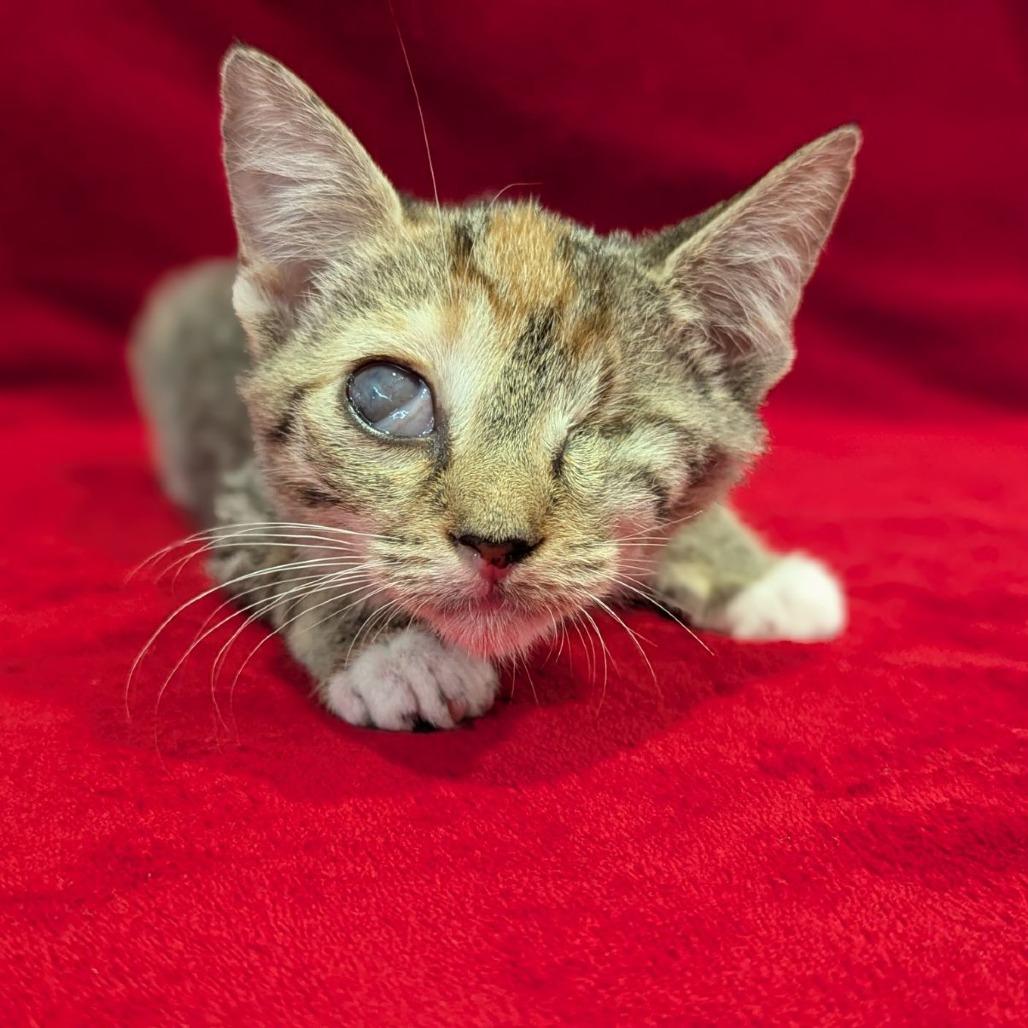 Enlarge Zombie, an adopted mixed breed in Ocala, FL image 3/3