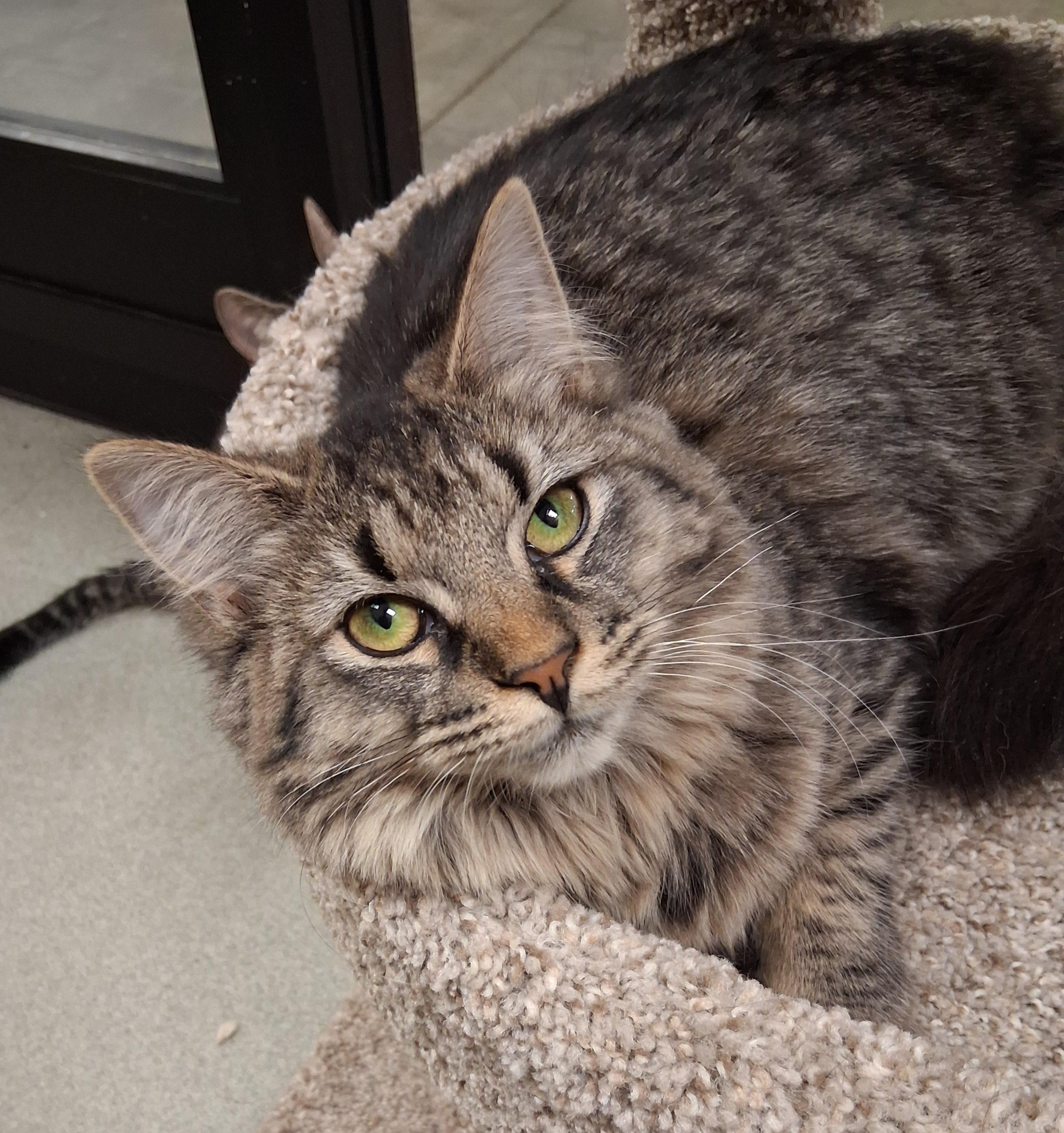 Enlarge Peach Cobbler, a ADOPTABLE mixed breed in Snellville, GA image 2/4