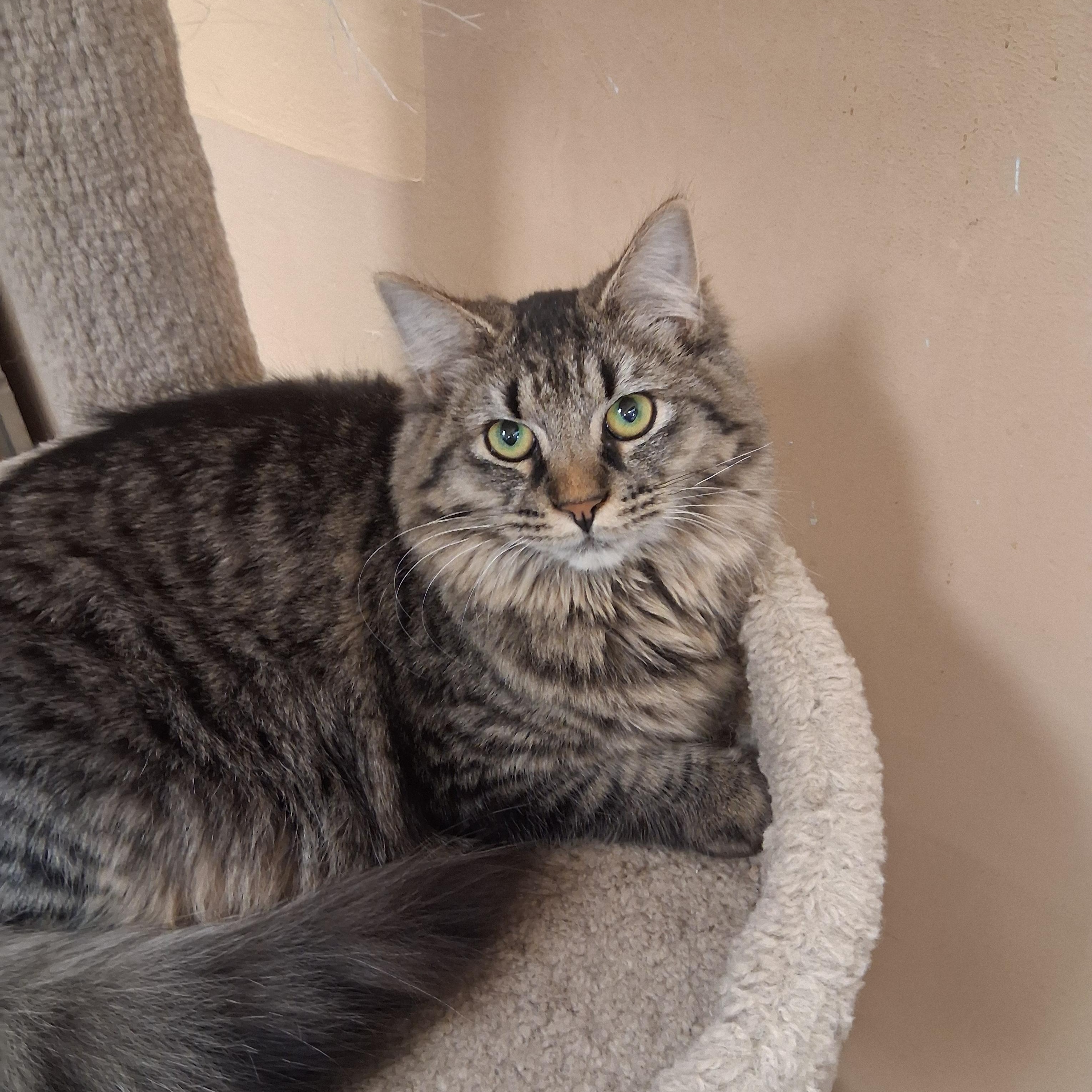 Peach Cobbler, ADOPTABLE, Young Female Domestic Medium Hair & Tabby.