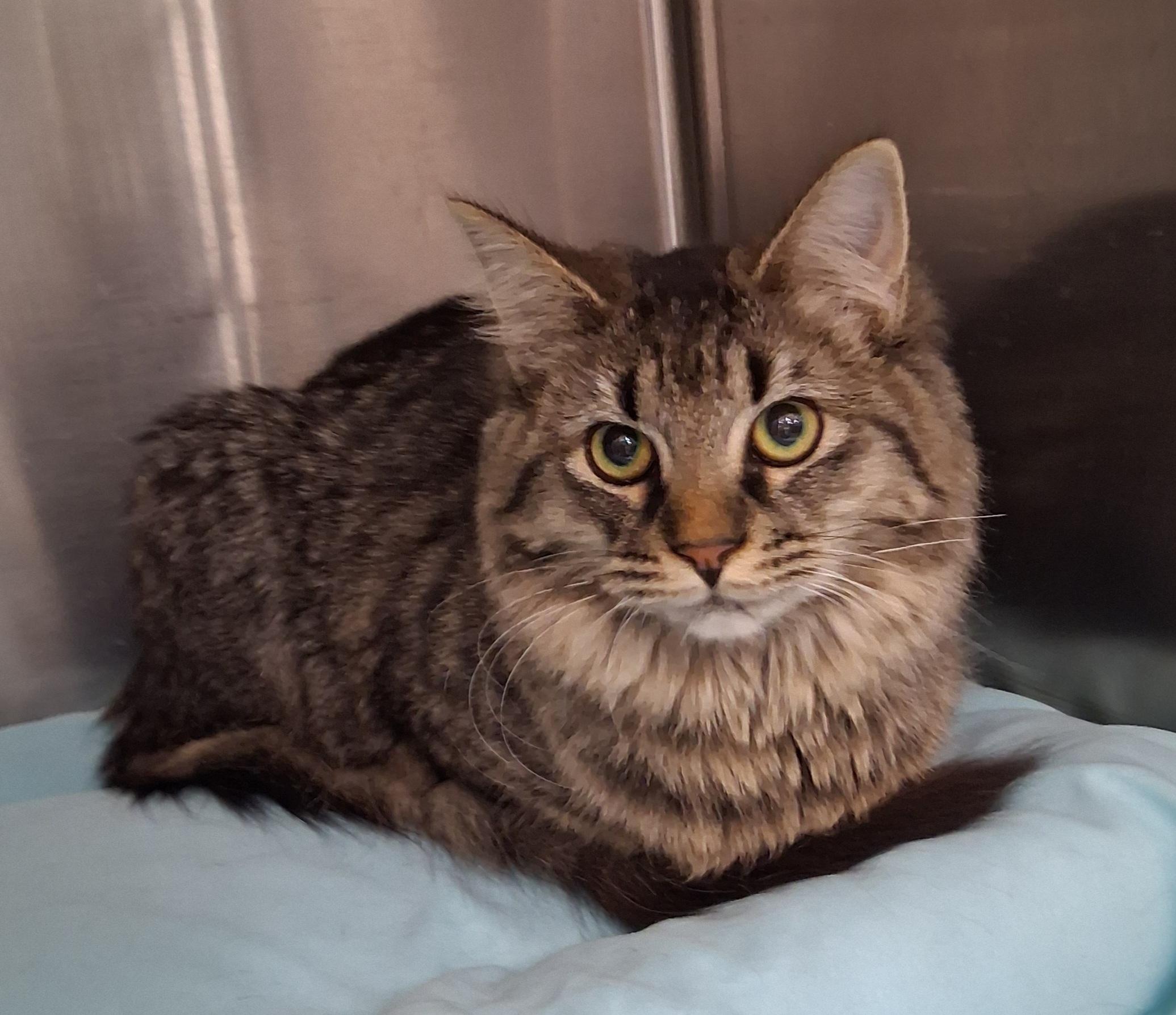 Enlarge Peach Cobbler, a ADOPTABLE mixed breed in Snellville, GA image 3/4