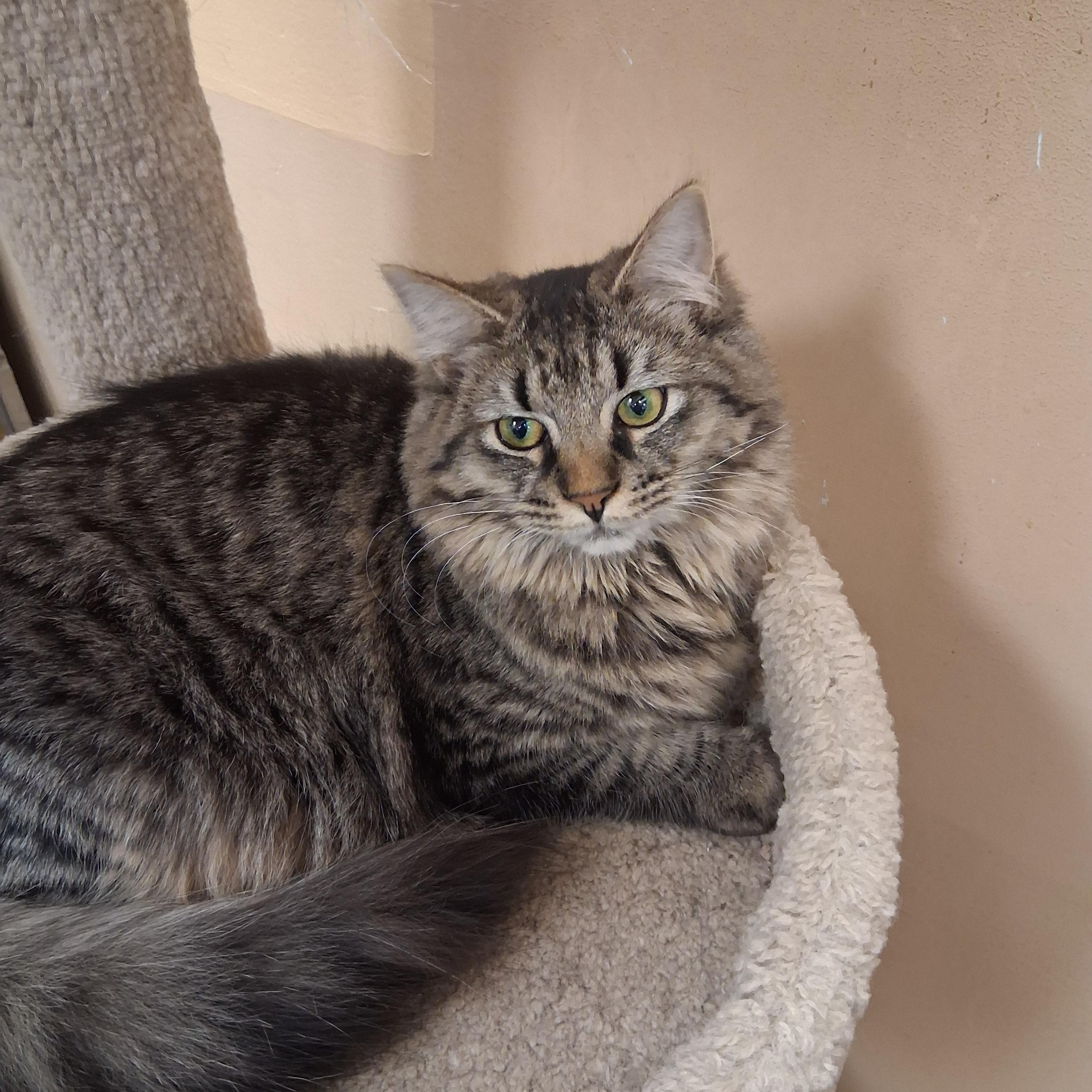 Enlarge Peach Cobbler, a ADOPTABLE mixed breed in Snellville, GA image 4/4