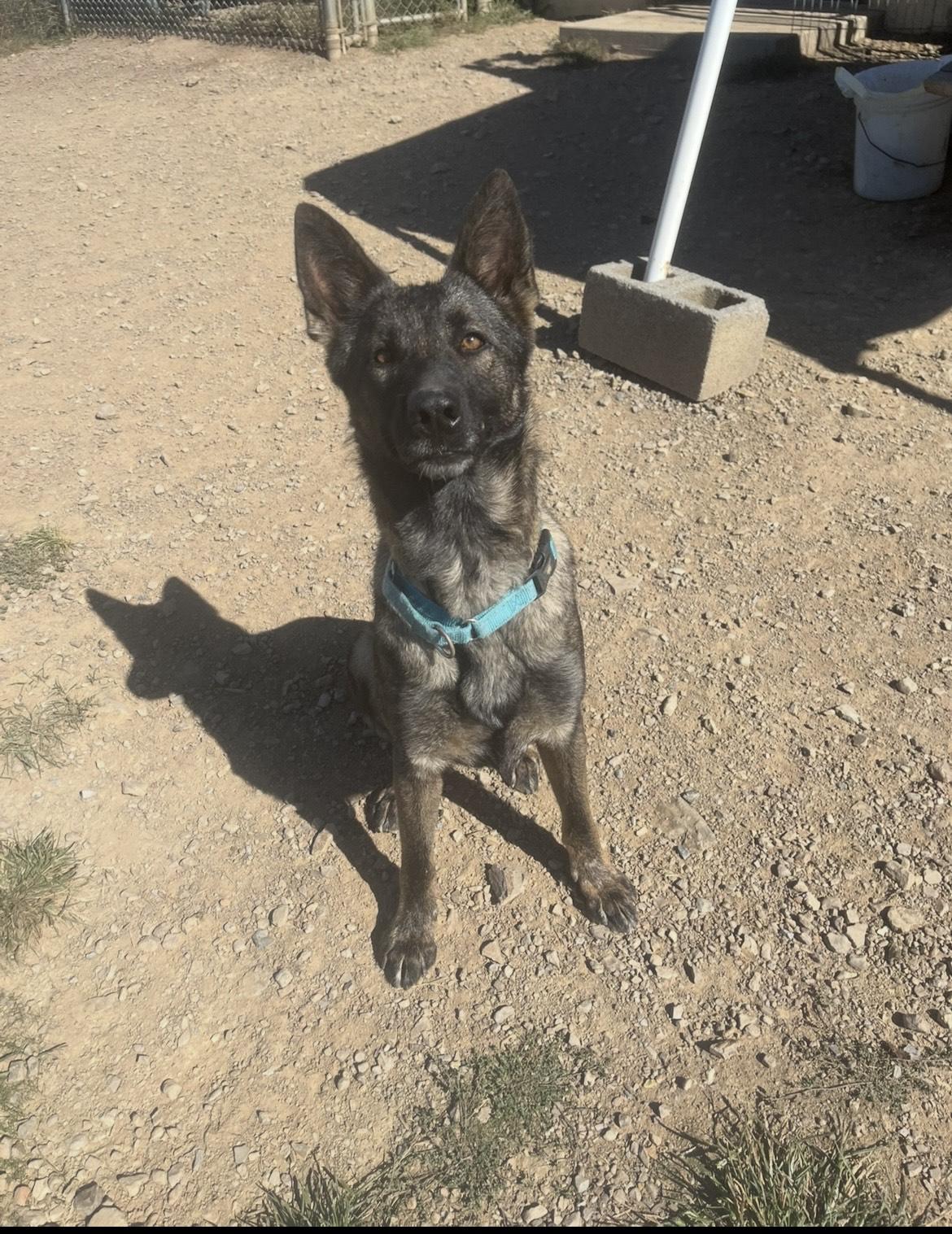 Renesmae, ADOPTABLE, Adult Female German Shepherd Dog.