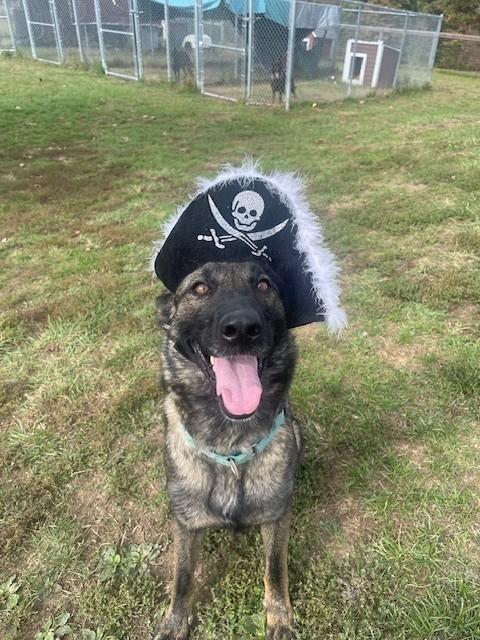 Enlarge Renesmae, a ADOPTABLE German Shepherd Dog in Augusta, WV image 2/5