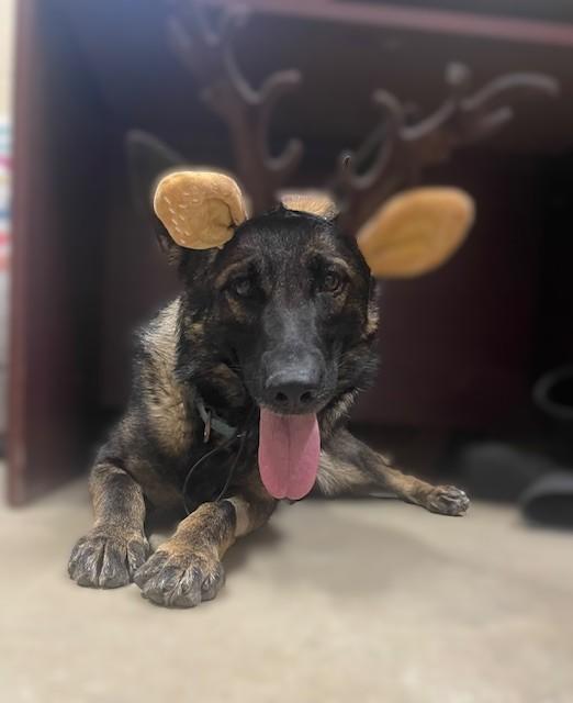 Enlarge Renesmae, a ADOPTABLE German Shepherd Dog in Augusta, WV image 3/5