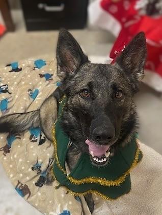 Enlarge Renesmae, a ADOPTABLE German Shepherd Dog in Augusta, WV image 4/5