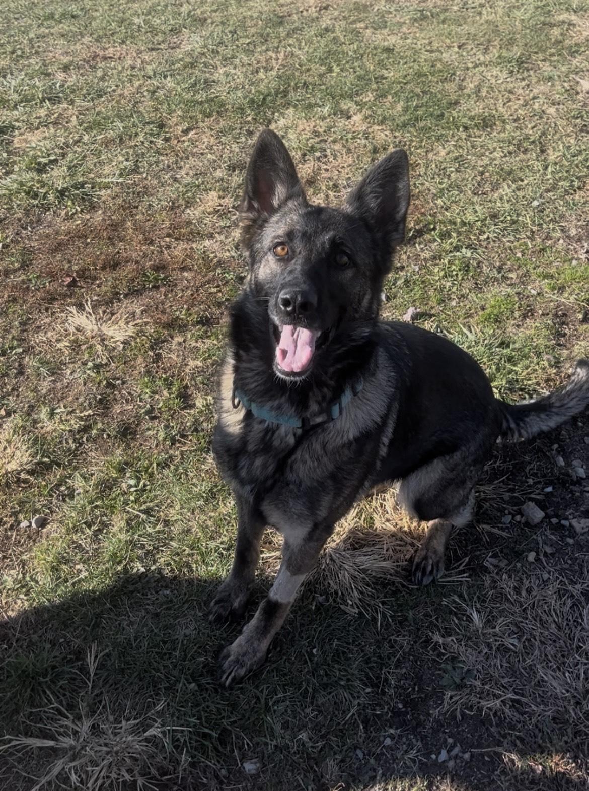 Enlarge Renesmae, a ADOPTABLE German Shepherd Dog in Augusta, WV image 5/5
