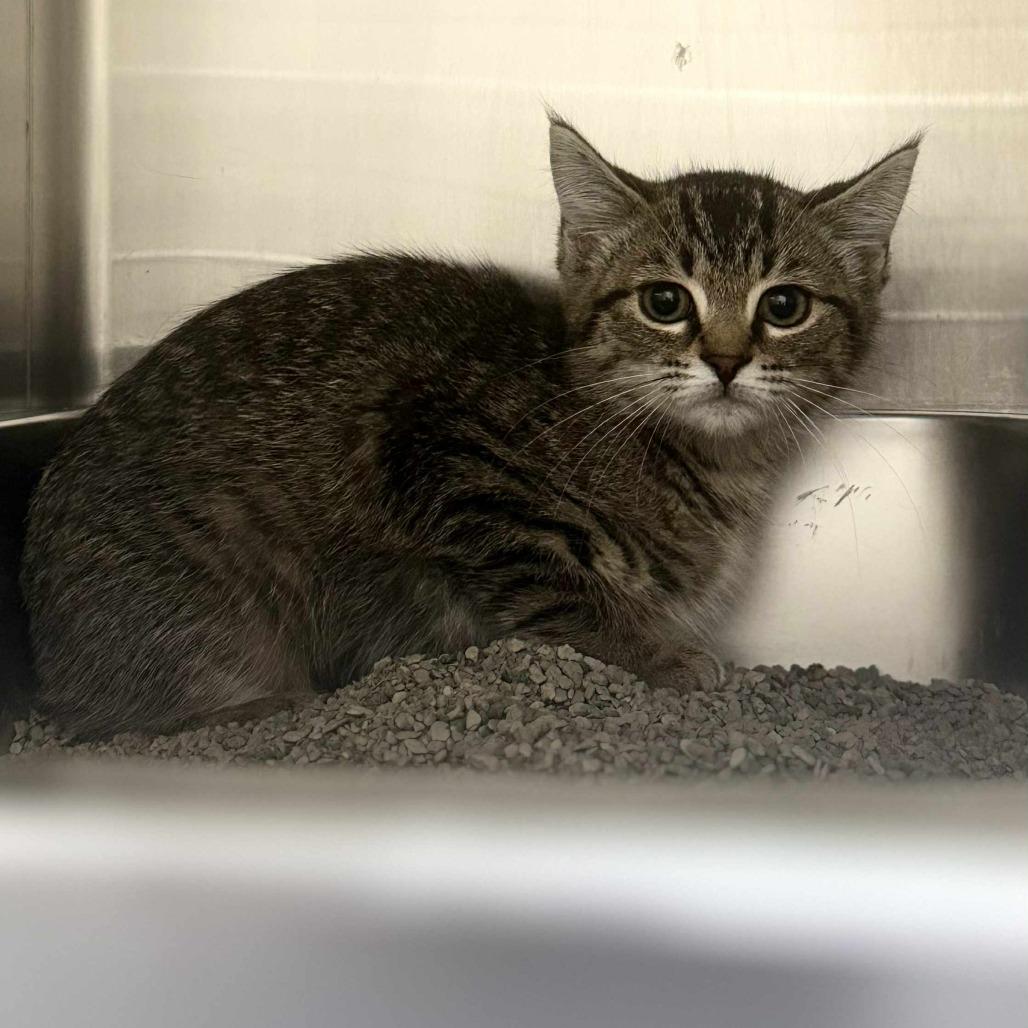 Zena, Adoptable, Young Female Domestic Short Hair & Domestic Short Hair.