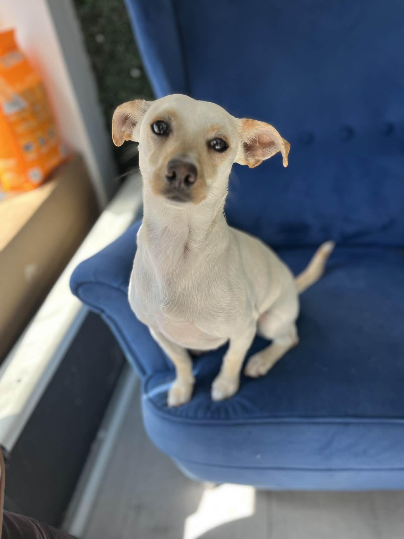 Enlarge Zoe, a ADOPTABLE mixed breed in Poway, CA image 2/6