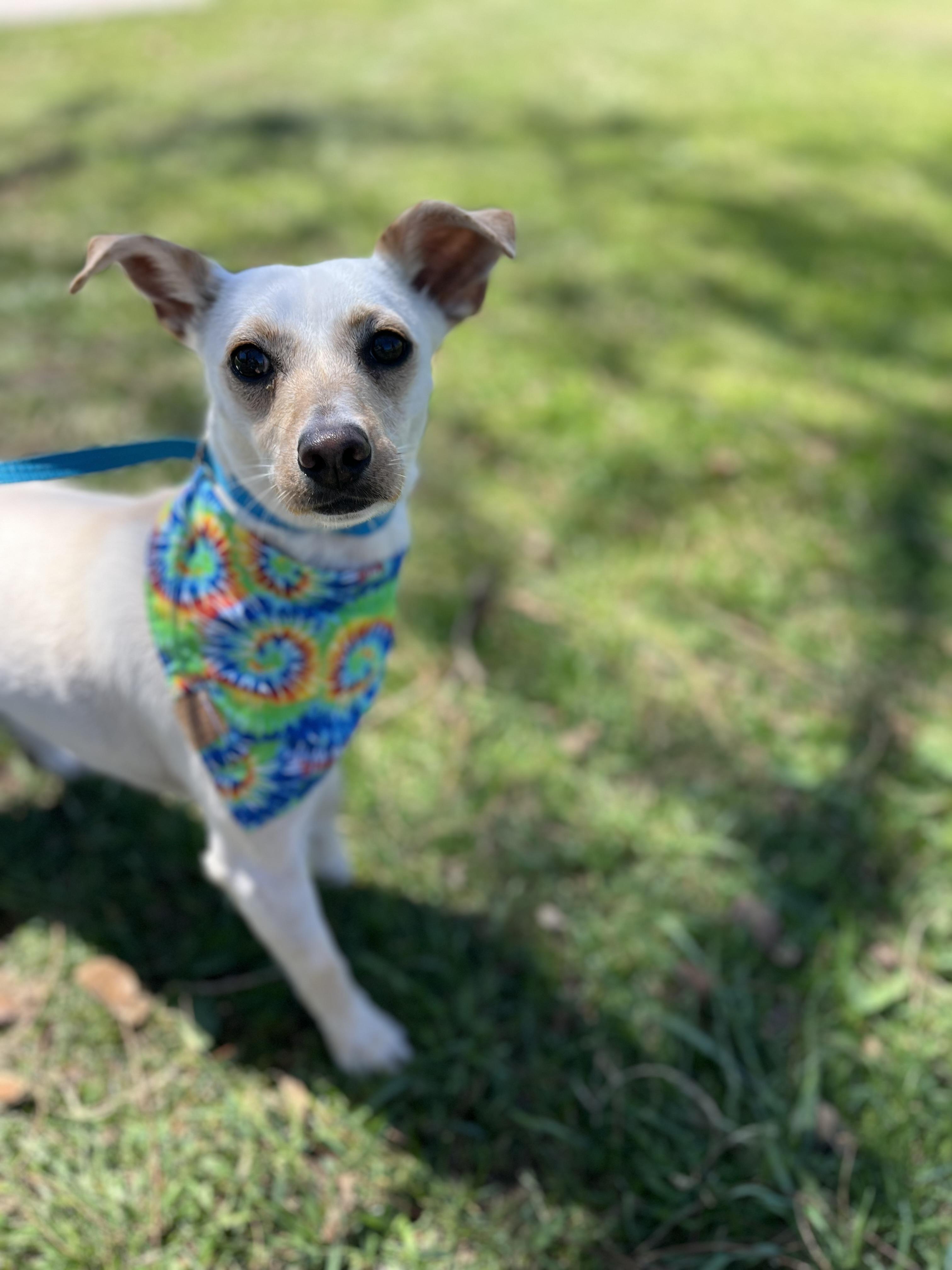 Enlarge Zoe, a ADOPTABLE mixed breed in Poway, CA image 4/6