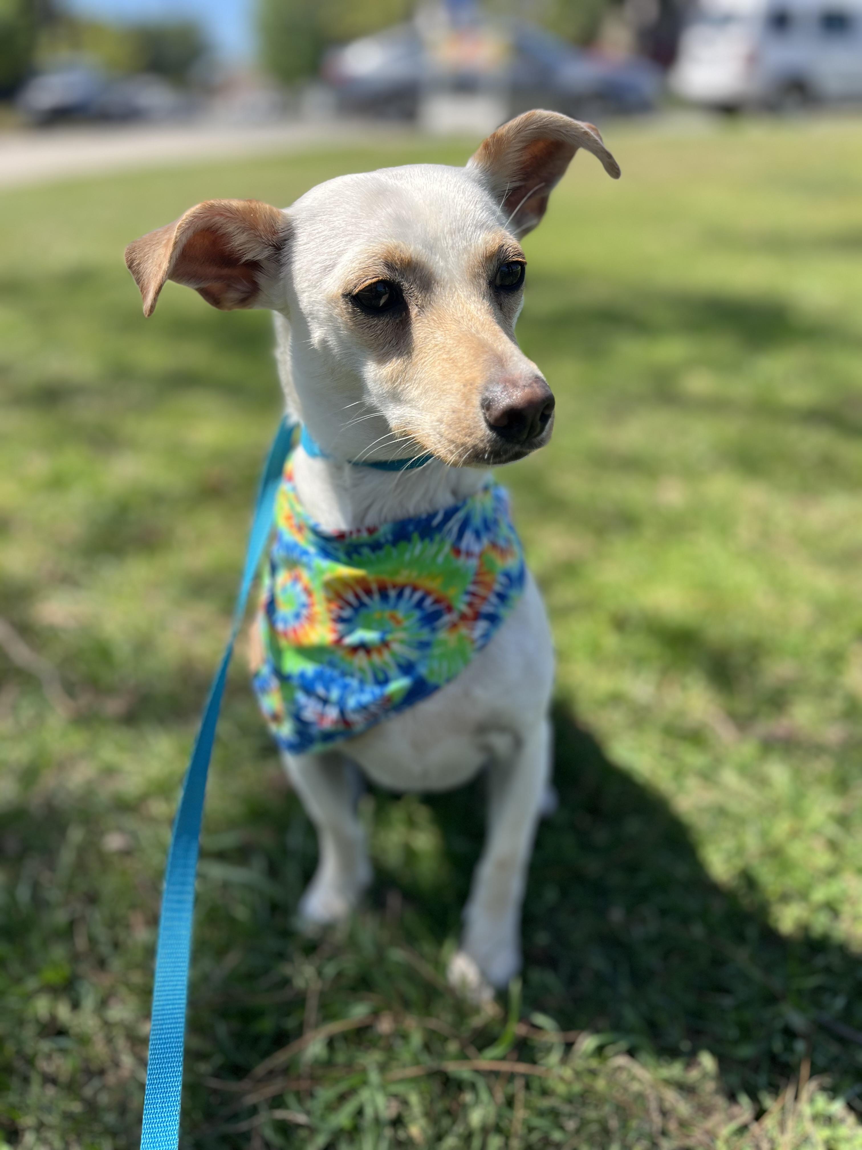 Zoe, ADOPTABLE, Young Female Chihuahua.