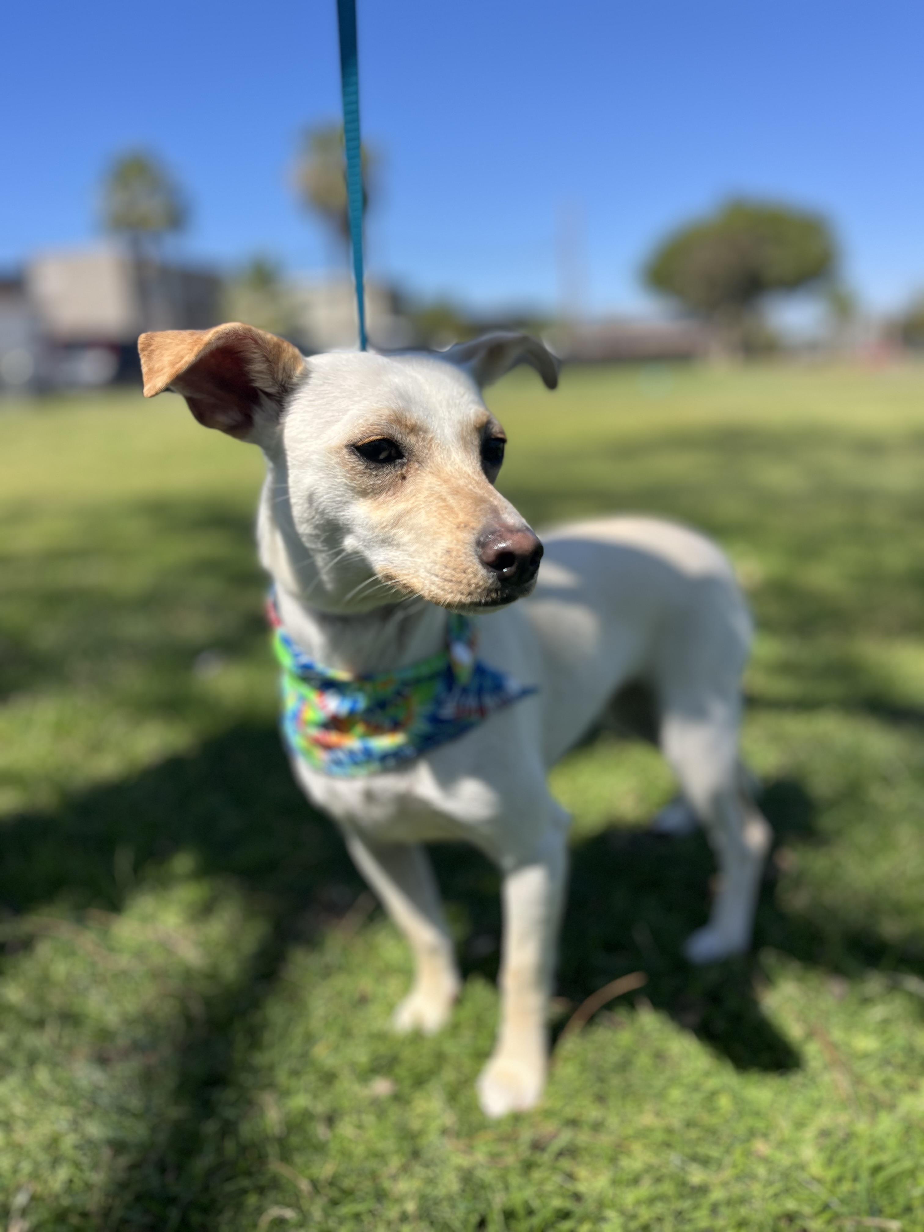 Enlarge Zoe, a ADOPTABLE mixed breed in Poway, CA image 6/6