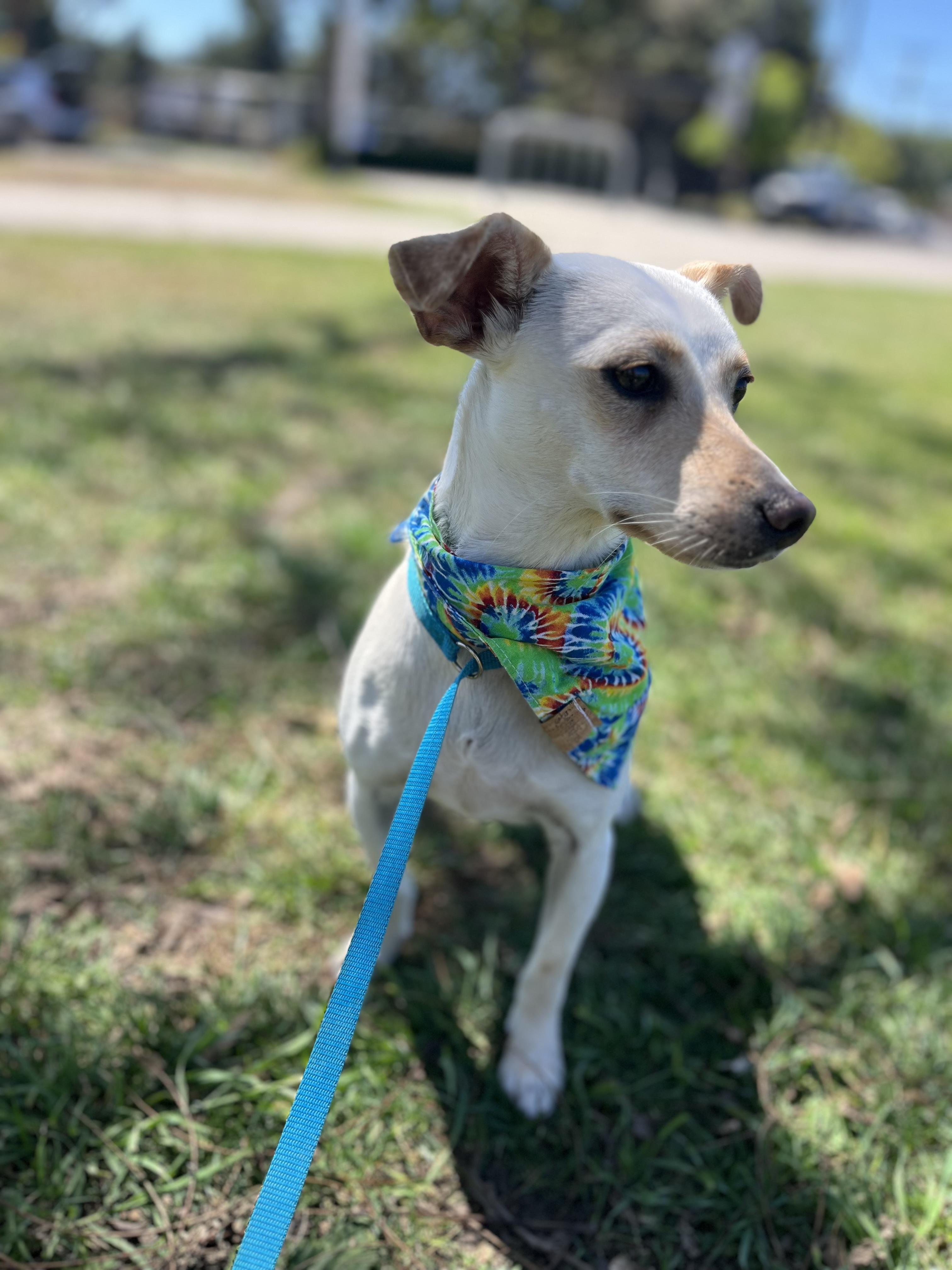 Enlarge Zoe, a ADOPTABLE mixed breed in Poway, CA image 5/6