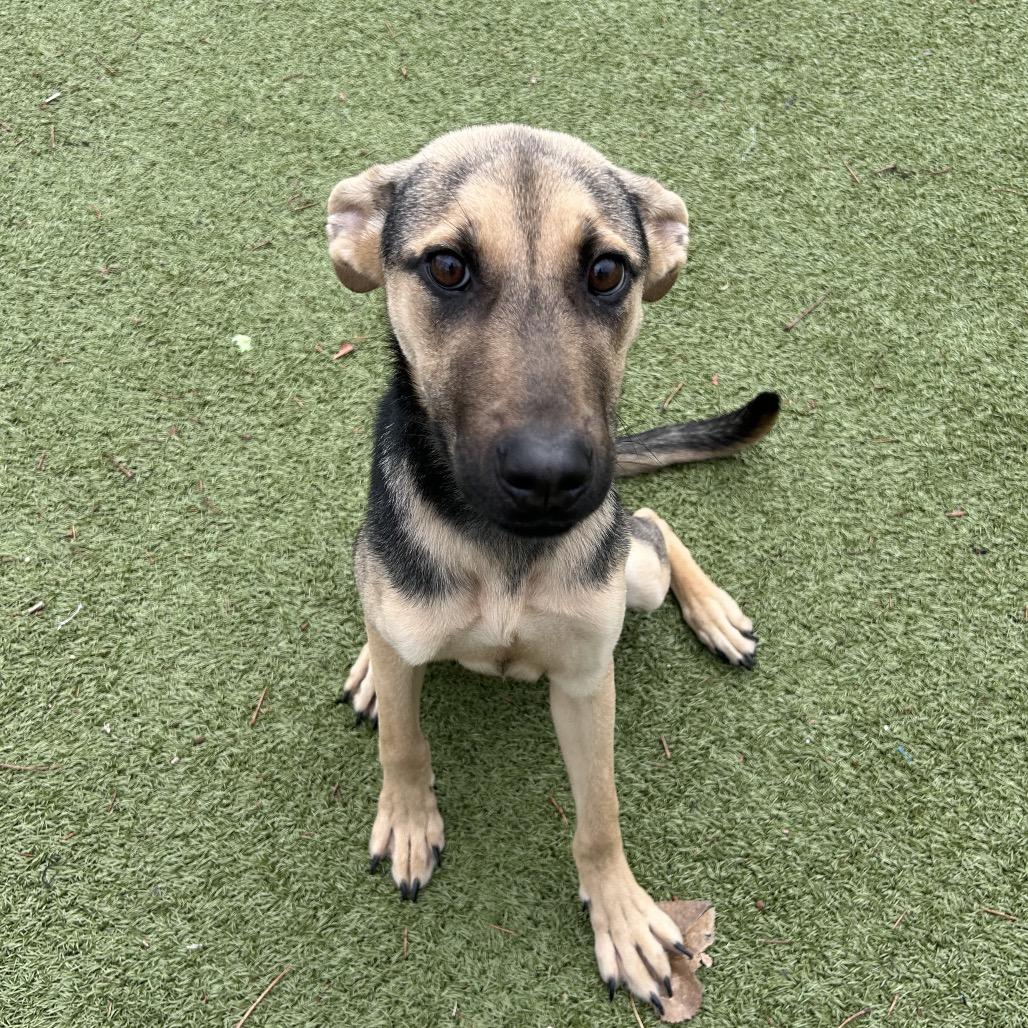 Valentina, a Adoptable mixed breed in Bryan, TX image 1/4