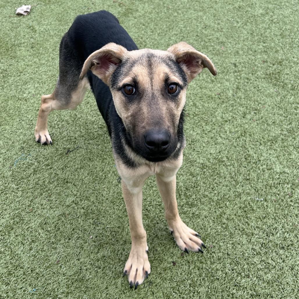 Valentina, a Adoptable mixed breed in Bryan, TX image 3/4