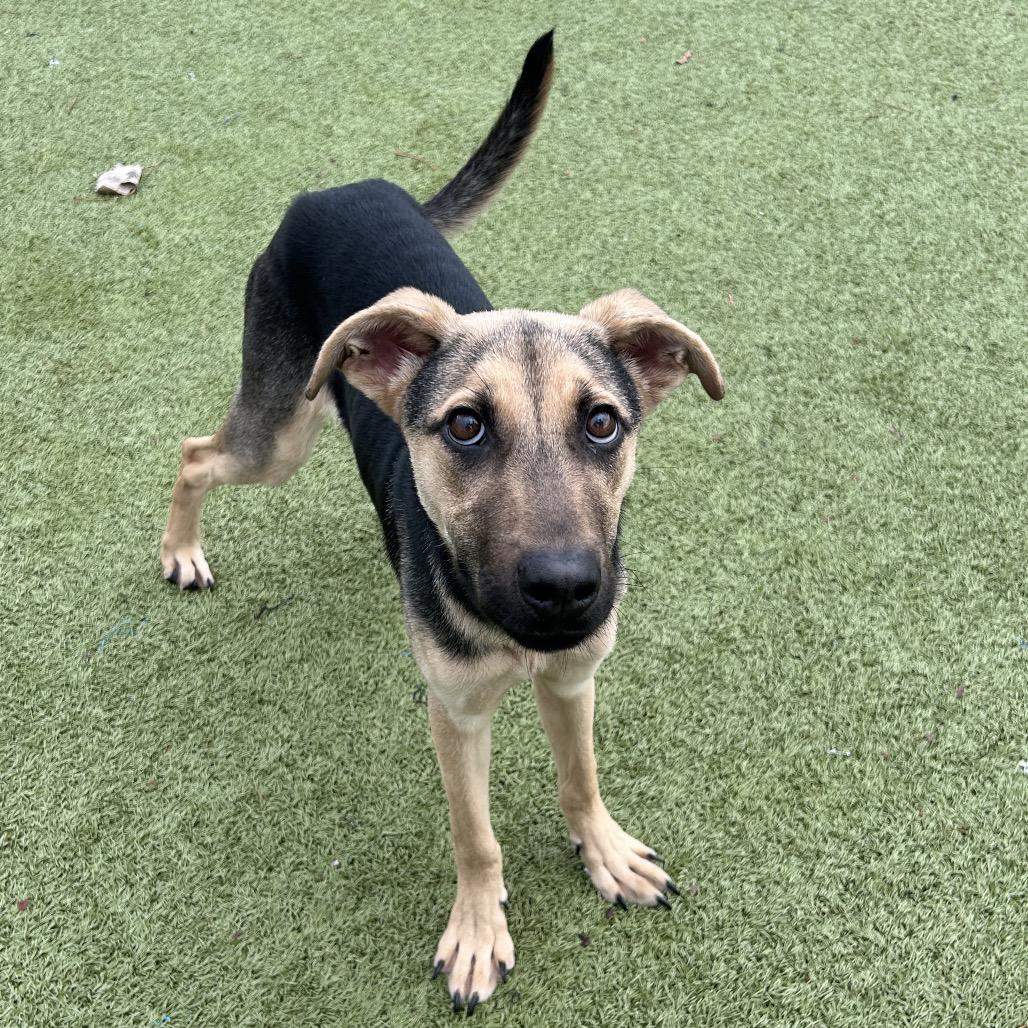Valentina, a Adoptable mixed breed in Bryan, TX image 4/4
