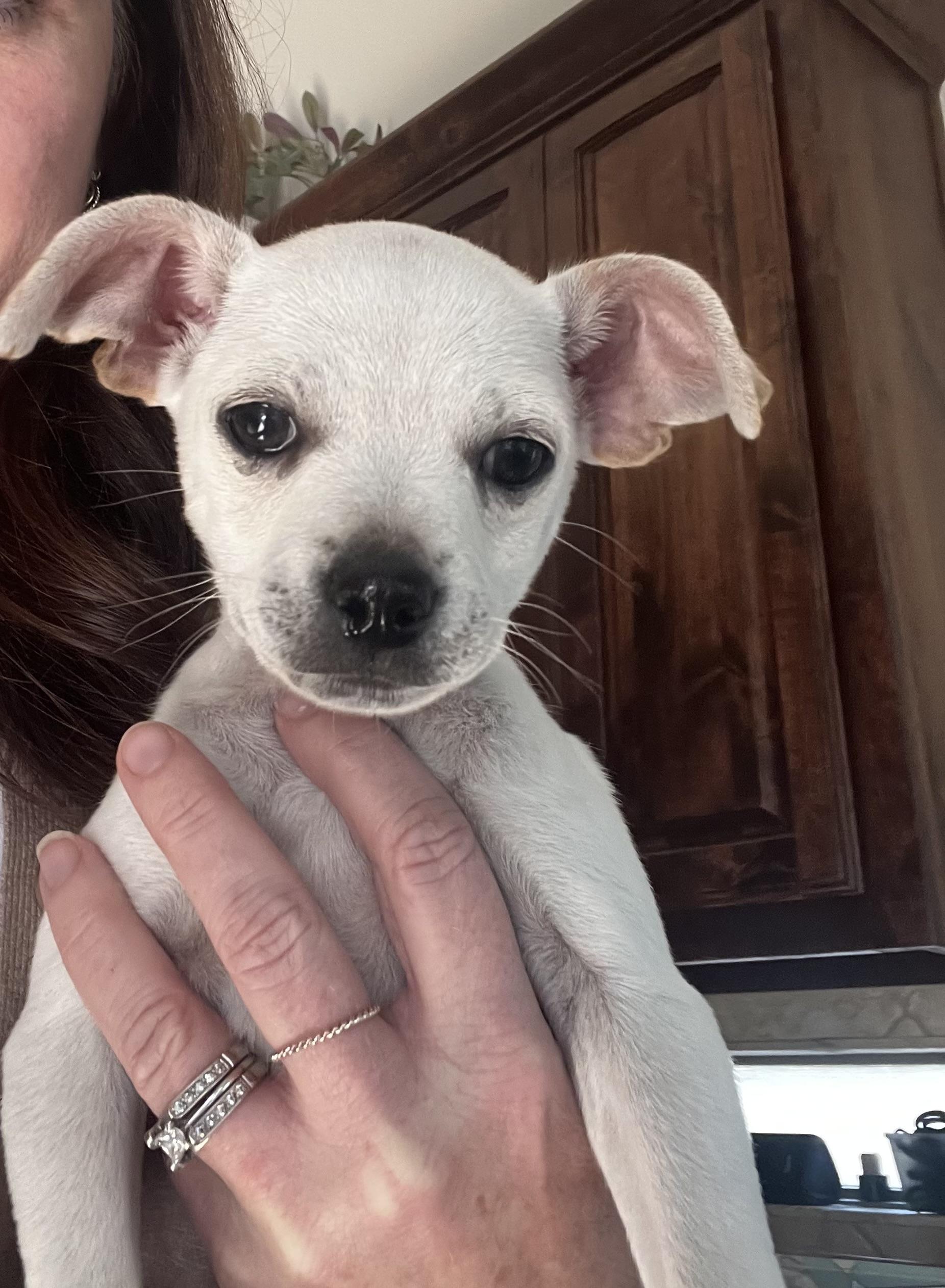 Enlarge Athena, a Adoptable Chihuahua in Houston, TX image 1/4