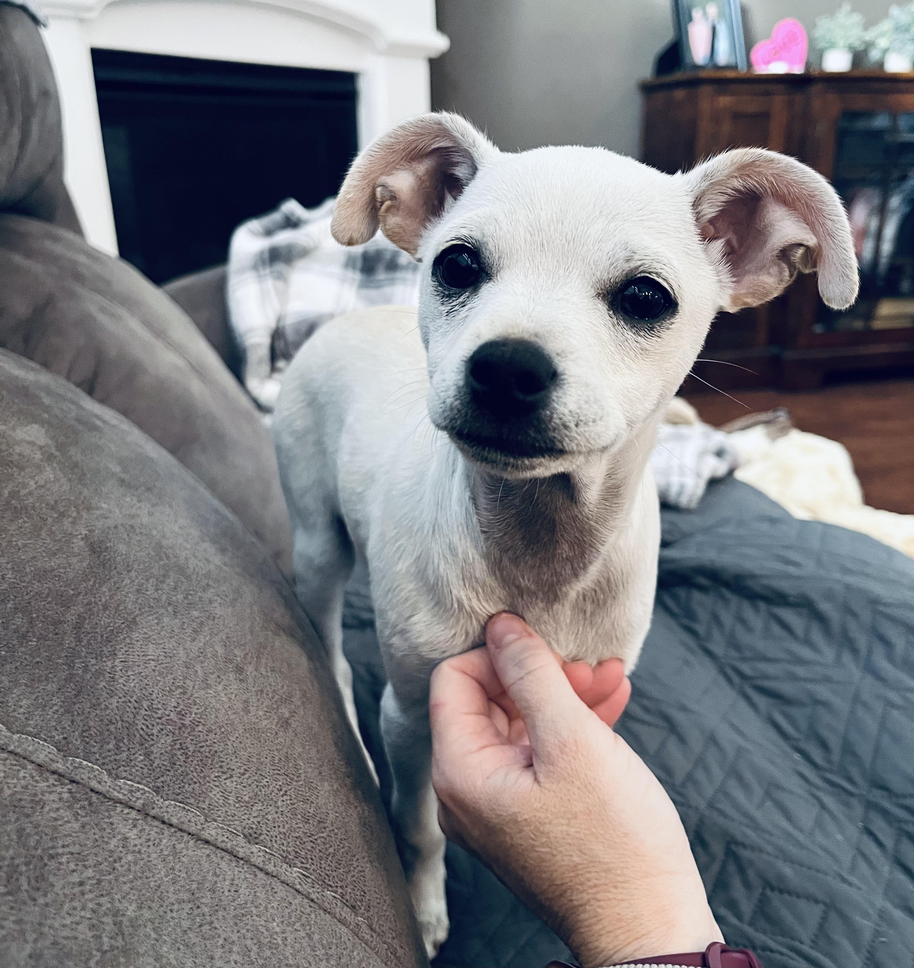 Enlarge Athena, a Adoptable Chihuahua in Houston, TX image 3/6