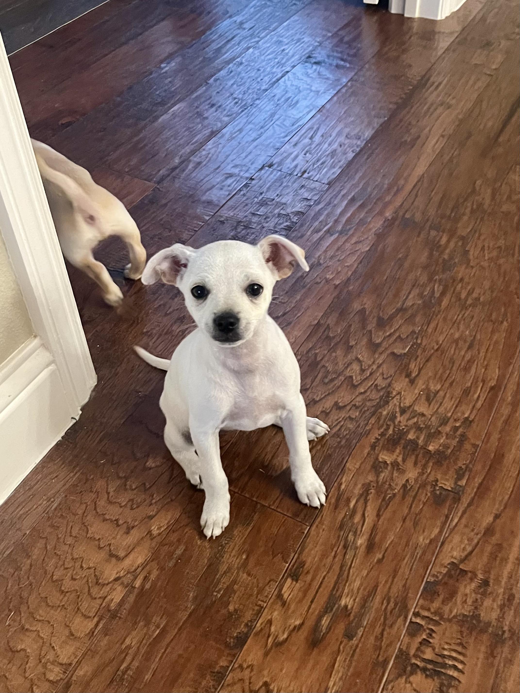 Enlarge Athena, a Adoptable Chihuahua in Houston, TX image 3/4