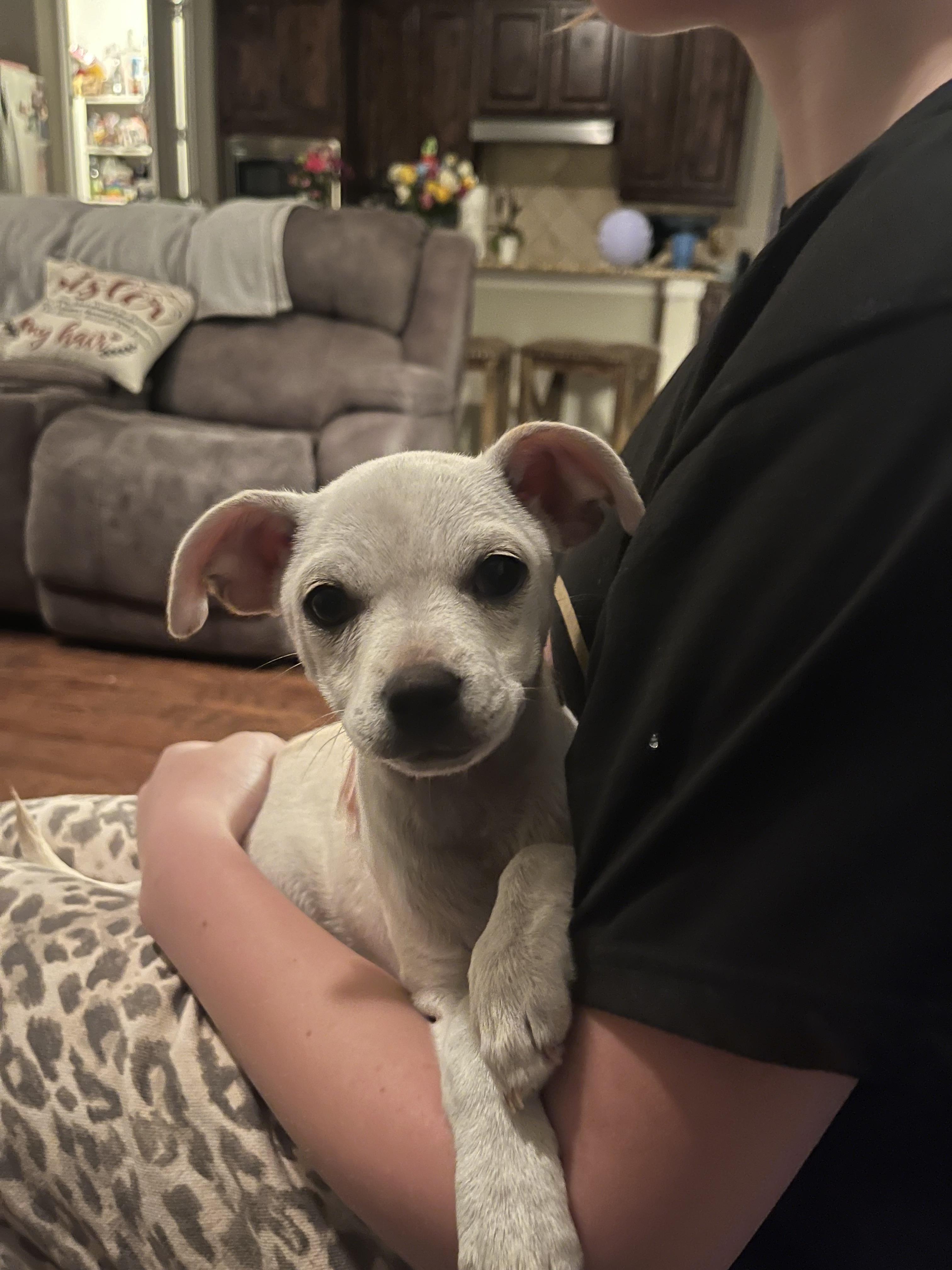 Enlarge Athena, a Adoptable Chihuahua in Houston, TX image 5/6