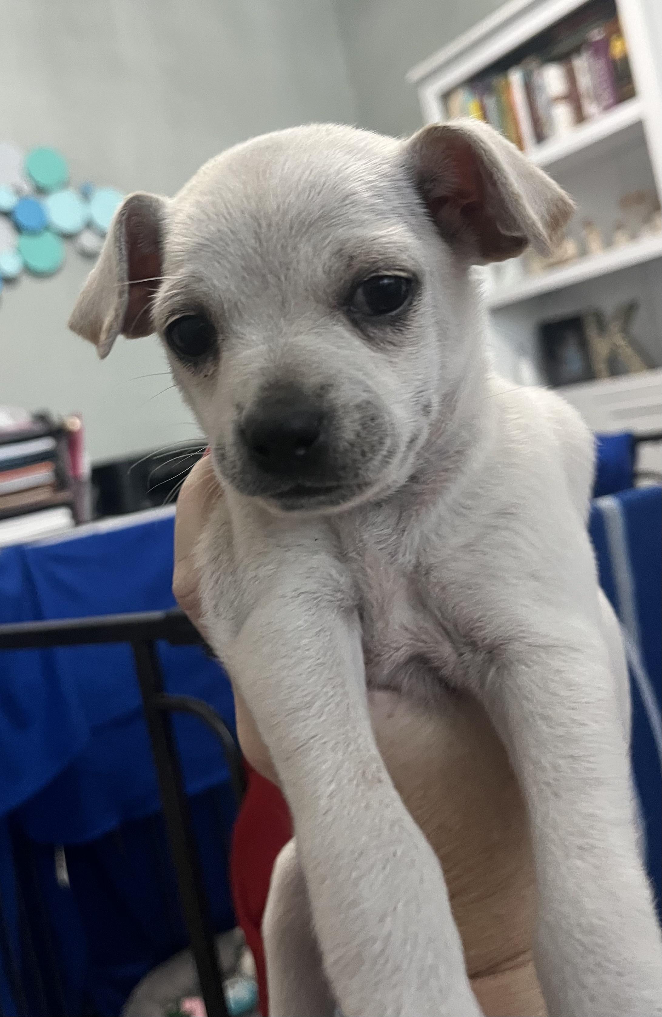 Enlarge Athena, a Adoptable Chihuahua in Houston, TX image 4/4