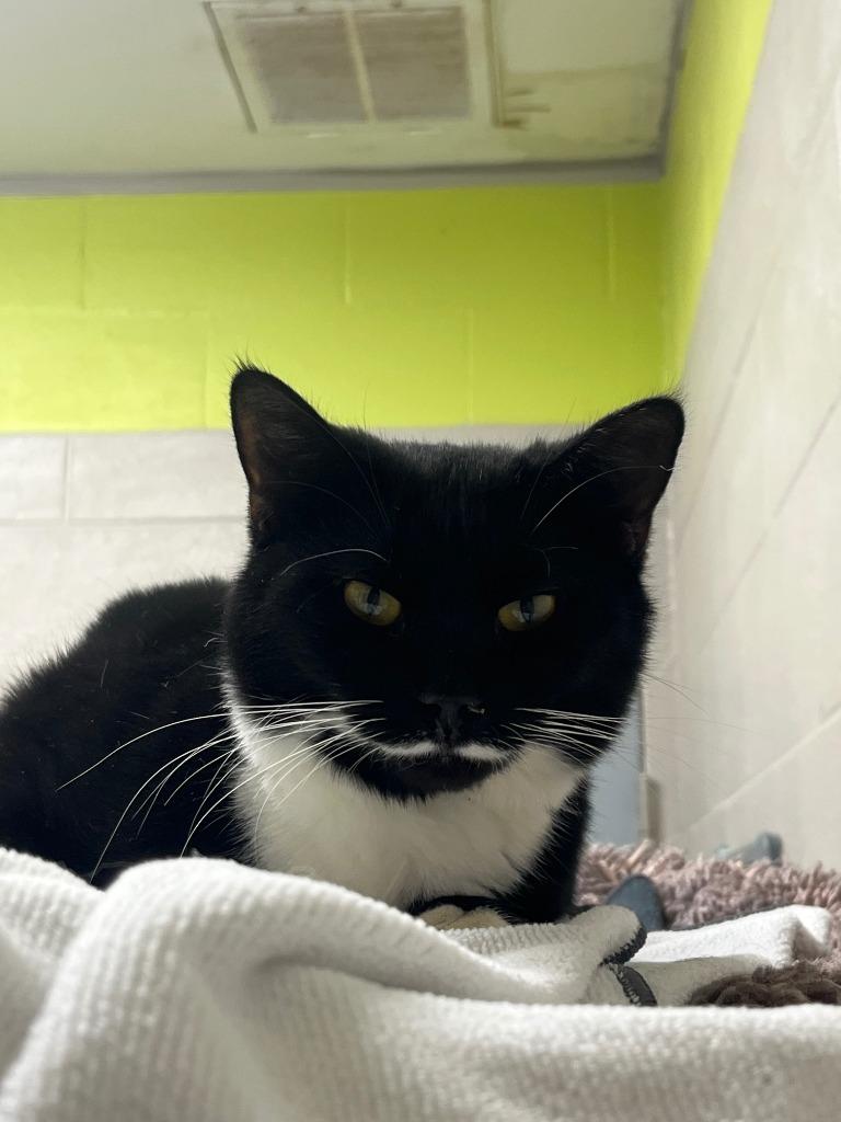 Milkyway, Adoptable, Kitten Female Domestic Short Hair.