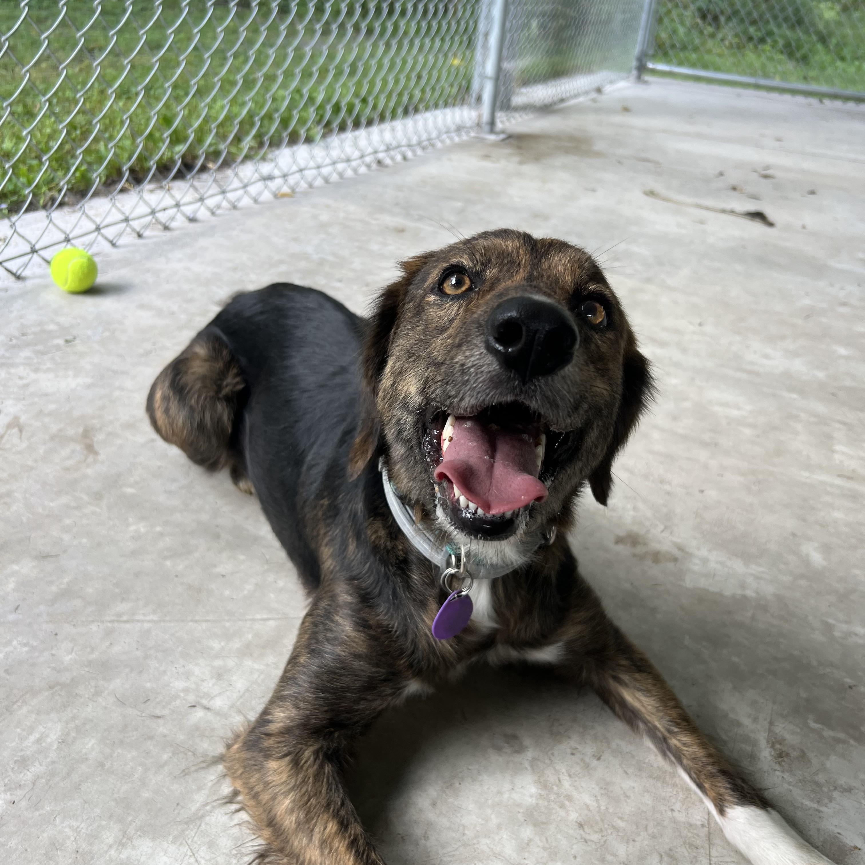 Enlarge Tank girl, a Adopted mixed breed in Howes Cave, NY image 4/4