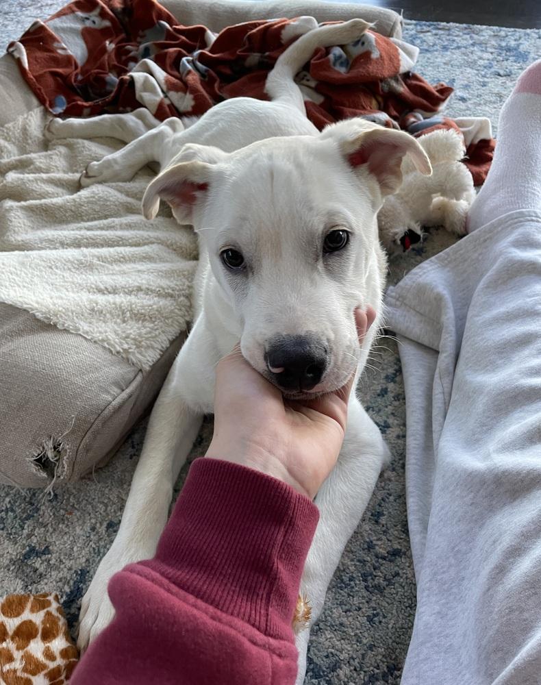 Enlarge Cannonball, a Adoptable mixed breed in Sedalia, CO image 1/6