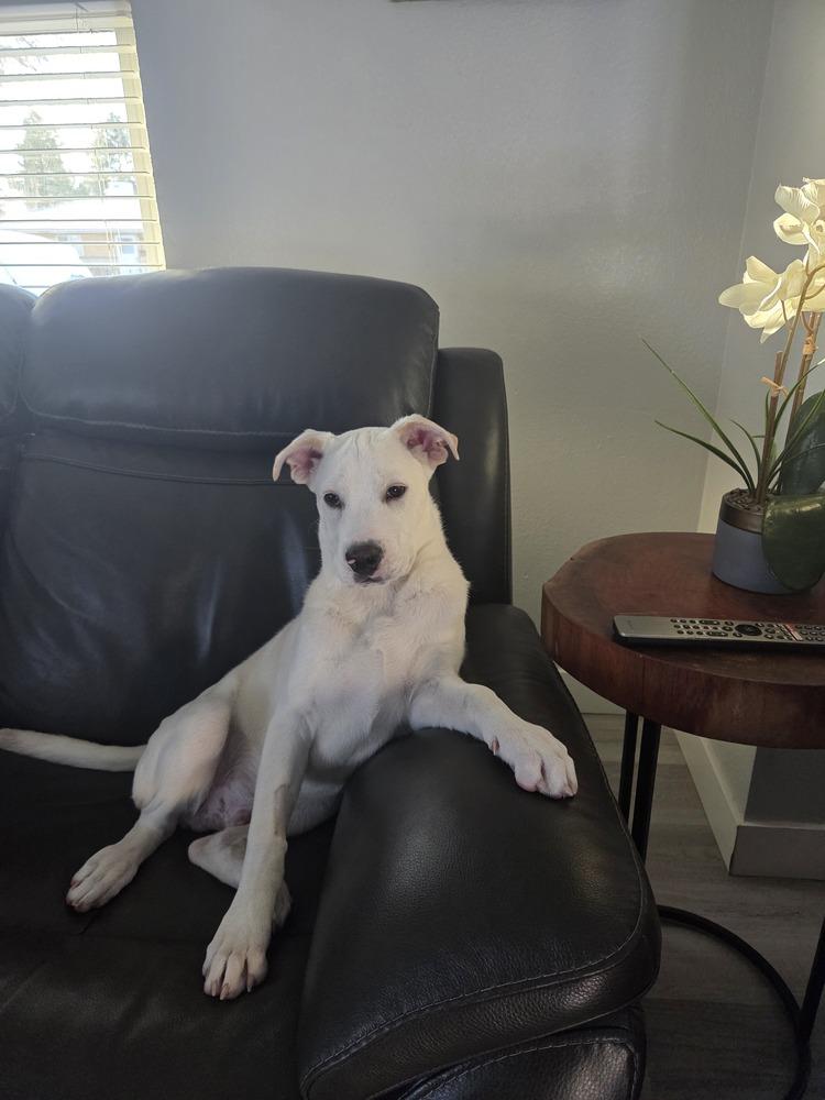Enlarge Cannonball, a Adoptable mixed breed in Sedalia, CO image 2/6