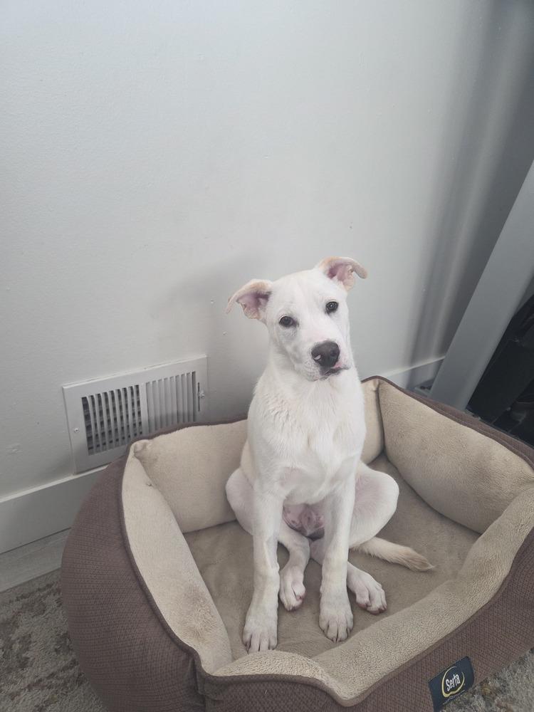 Enlarge Cannonball, a Adoptable mixed breed in Sedalia, CO image 4/6