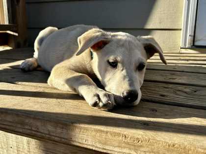 Otis, Adoptable, Puppy Male Labrador Retriever & Mixed Breed.