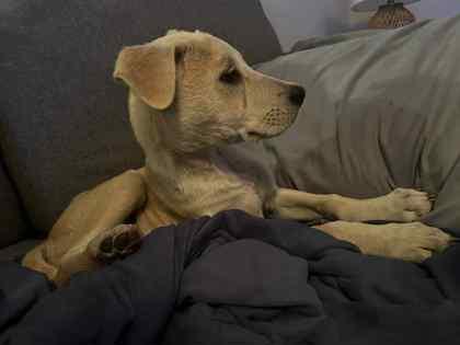 Enlarge Otis, a Adoptable mixed breed in Wichita, KS image 2/3