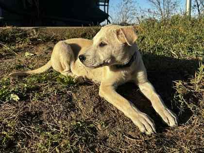 Enlarge Otis, a Adoptable mixed breed in Wichita, KS image 3/3