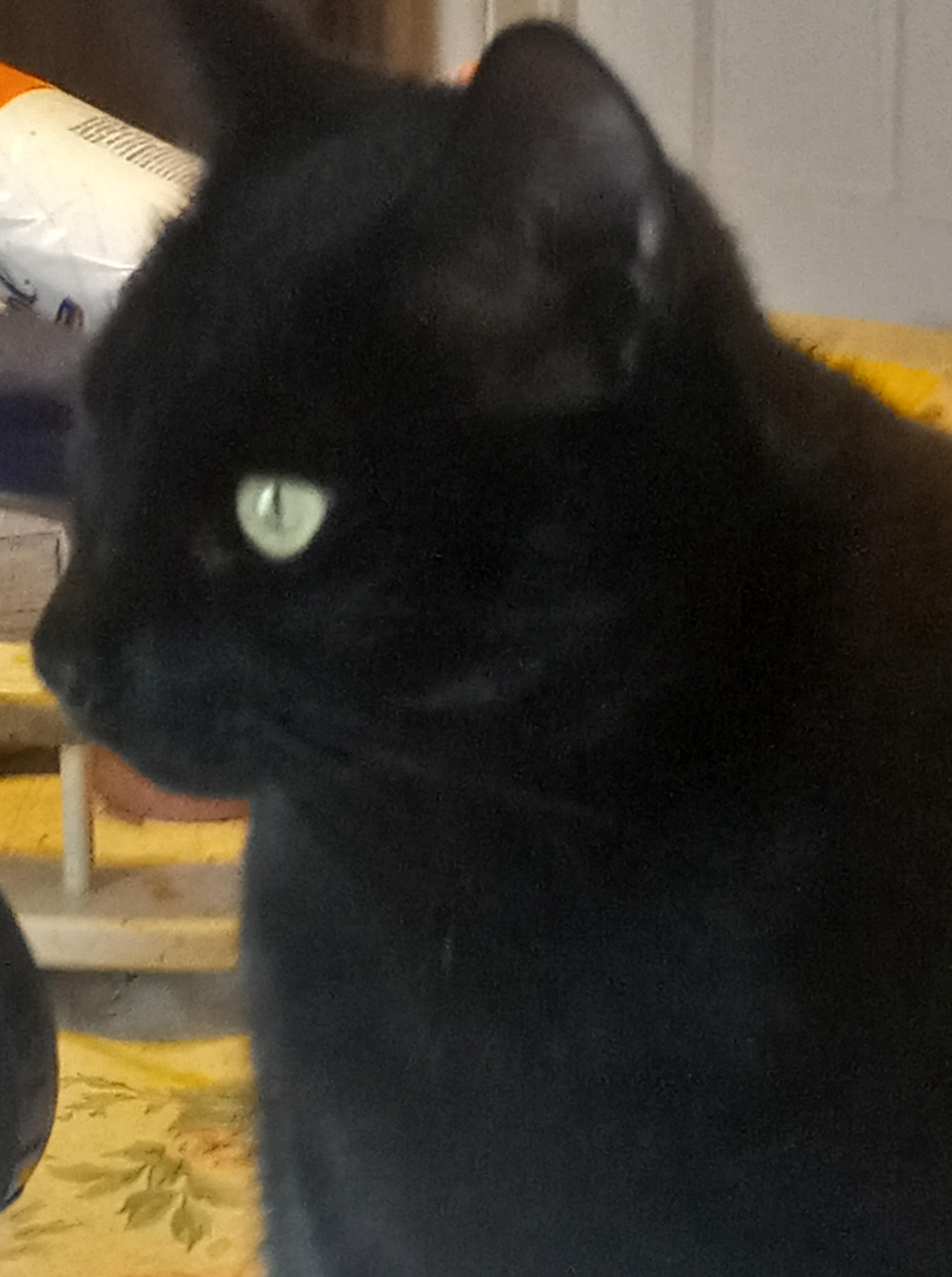 Katia, Adoptable, Adult Female Domestic Short Hair.