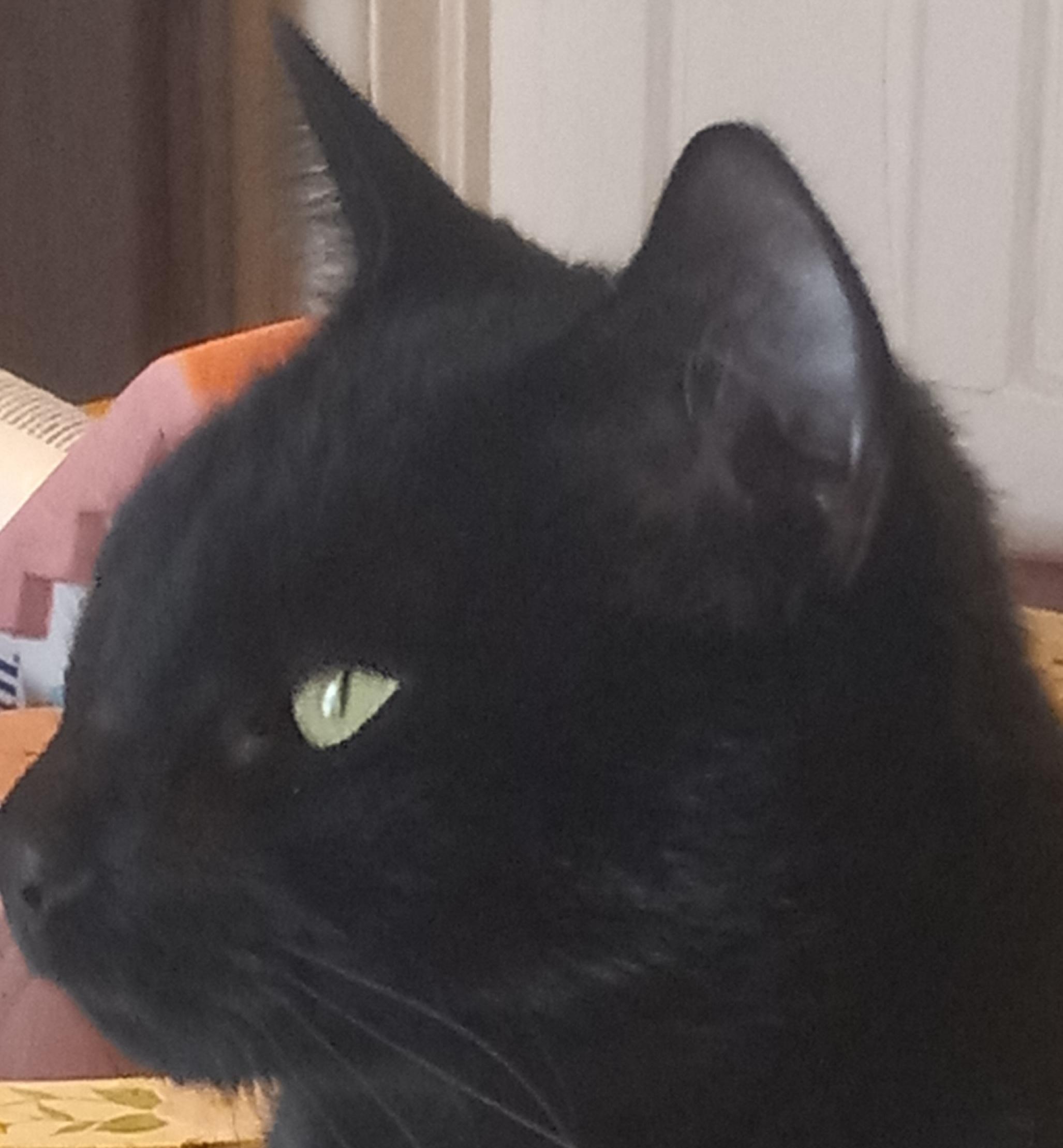 Katia, a Adoptable Domestic Short Hair in Schenectady, NY image 2/6