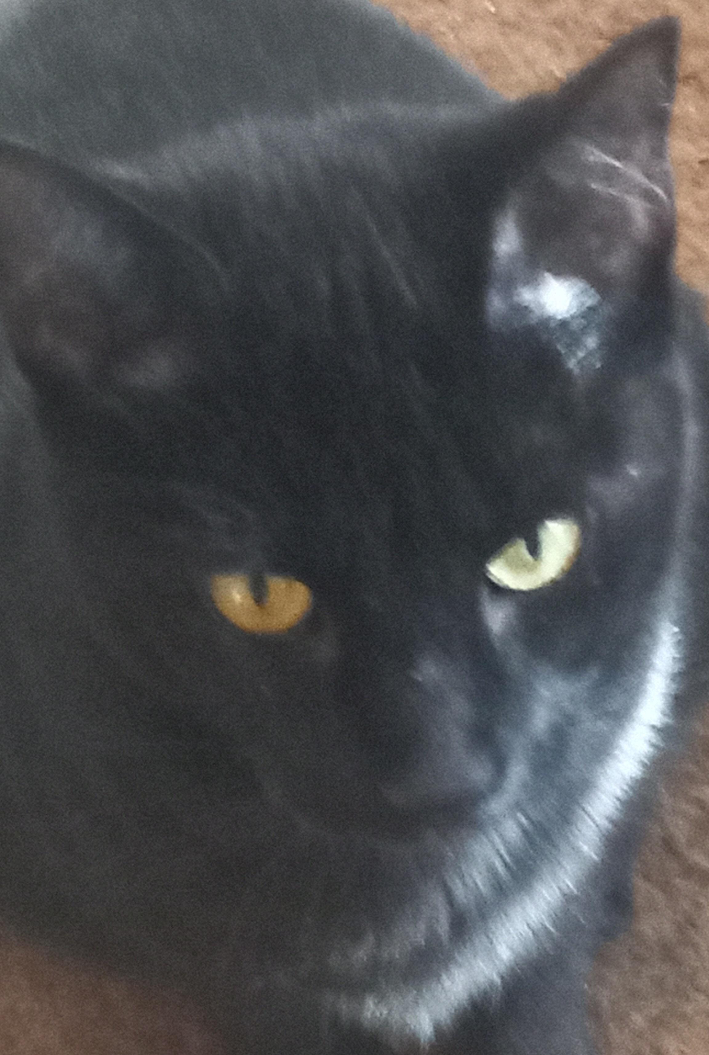 Katia, a Adoptable Domestic Short Hair in Schenectady, NY image 3/6