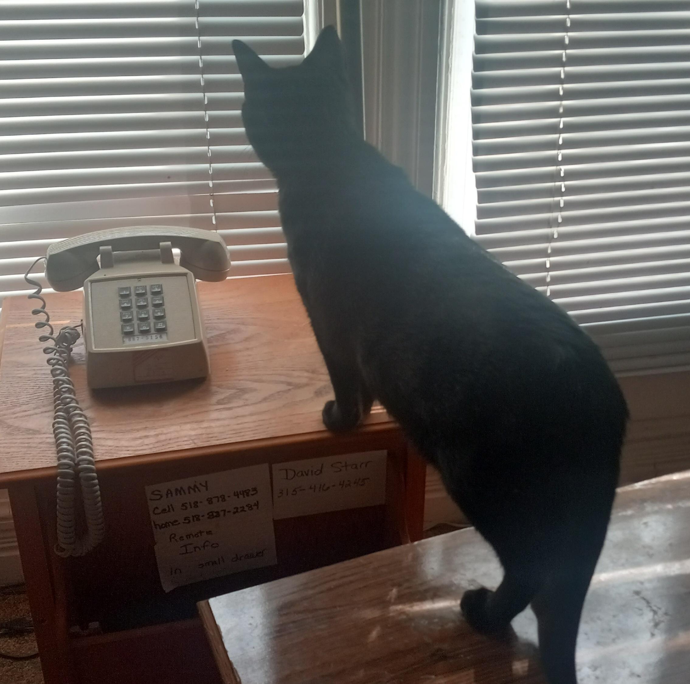 Katia, a Adoptable Domestic Short Hair in Schenectady, NY image 4/6