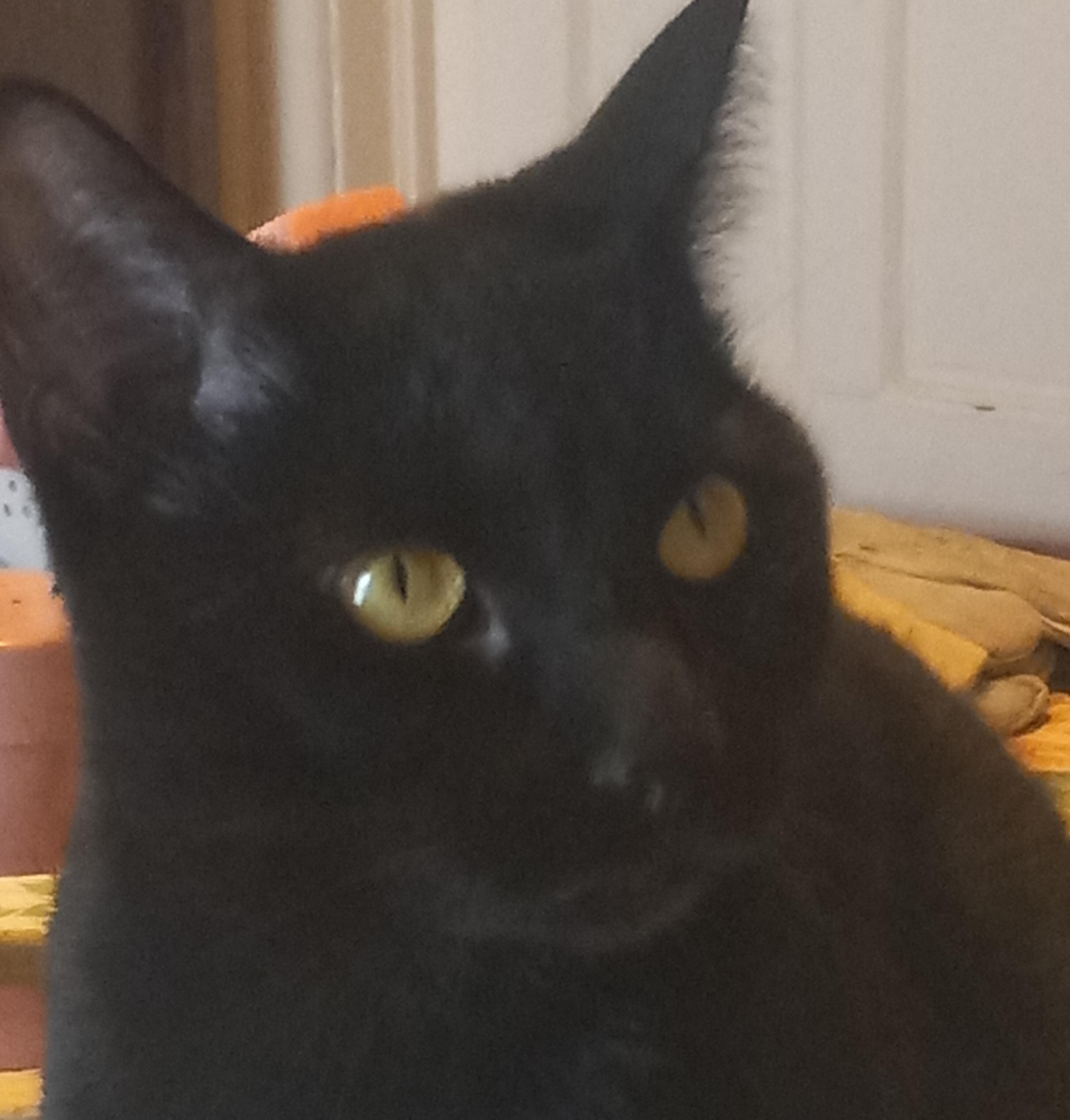 Katia, a Adoptable Domestic Short Hair in Schenectady, NY image 5/6