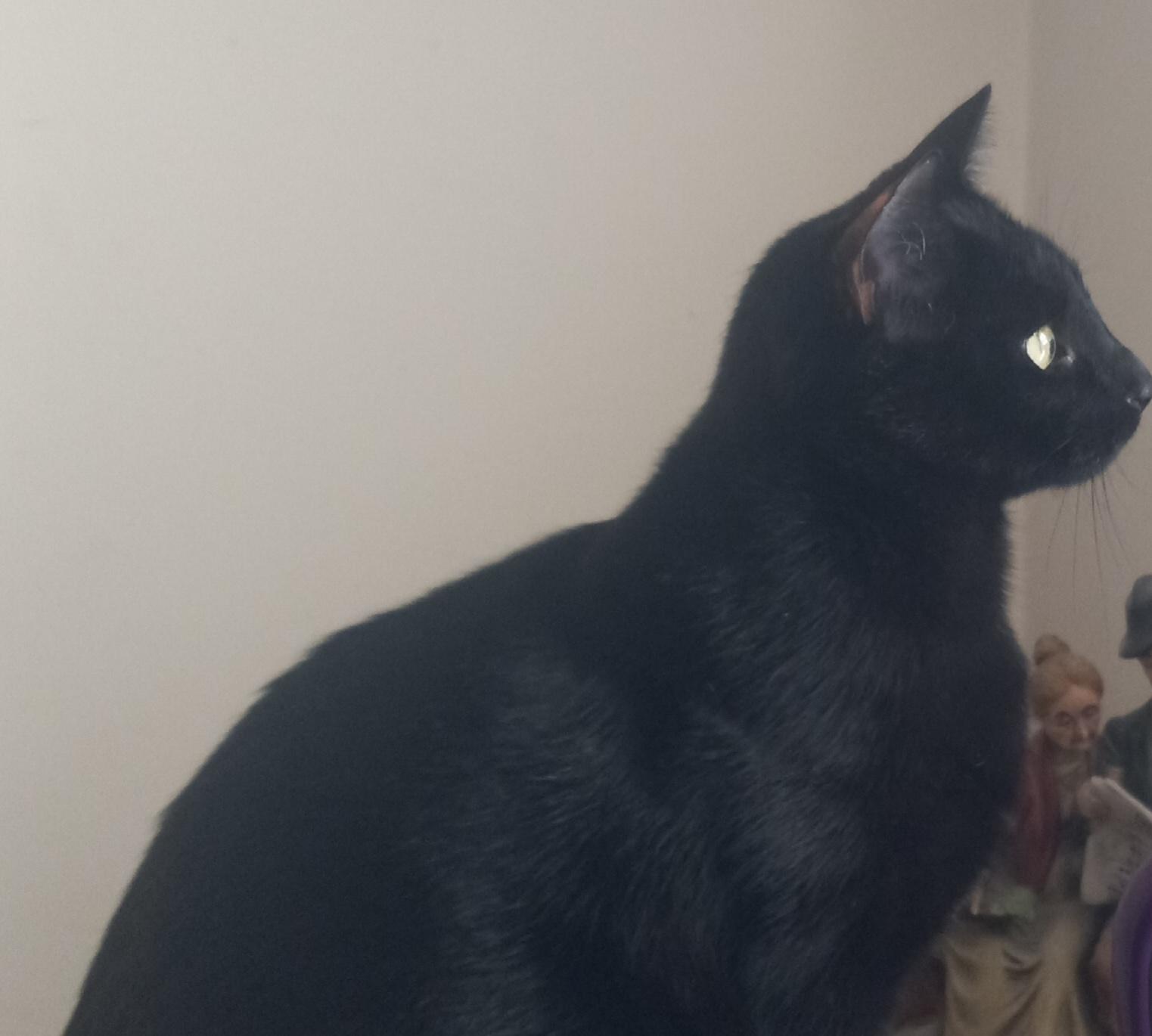 Katia, a Adoptable Domestic Short Hair in Schenectady, NY image 6/6