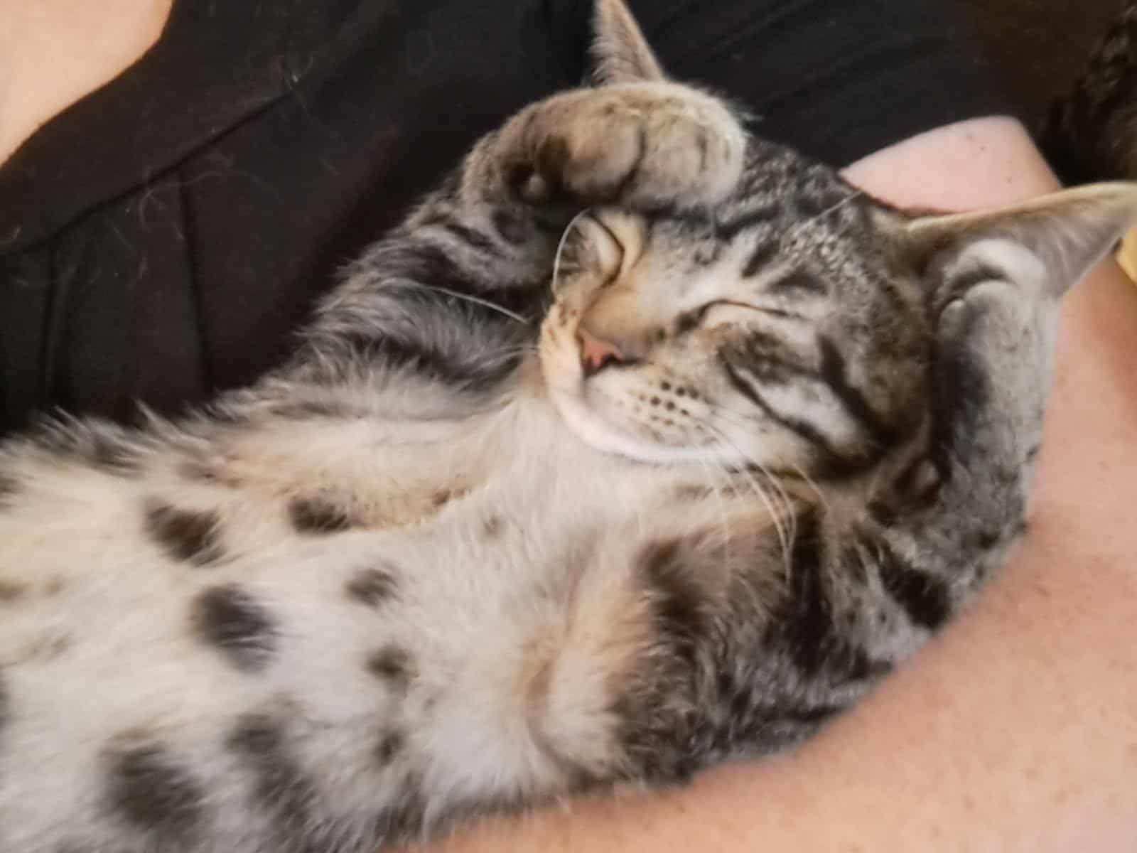 Enlarge Taylor, an adoptable Domestic Short Hair in Valley City, ND image 2/5