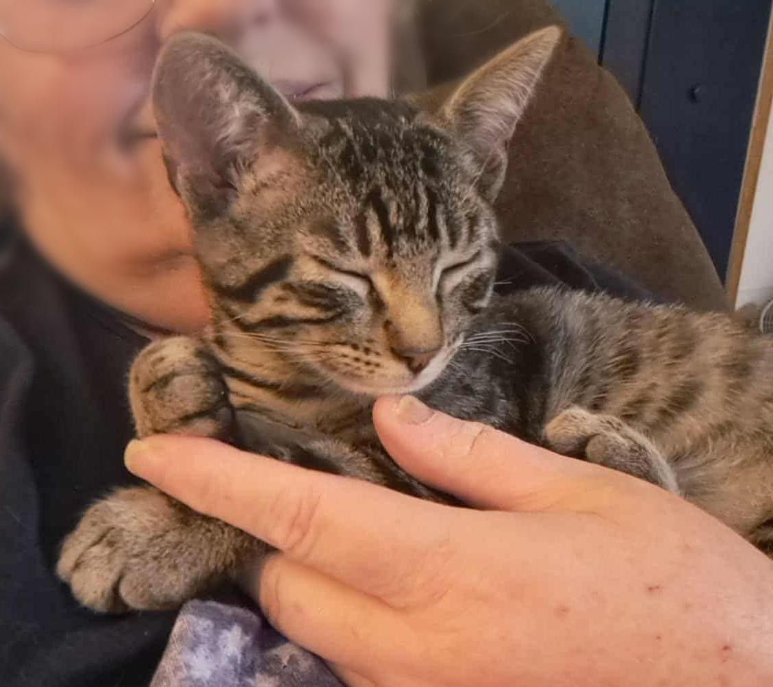 Enlarge Taylor, an adoptable Domestic Short Hair in Valley City, ND image 3/5