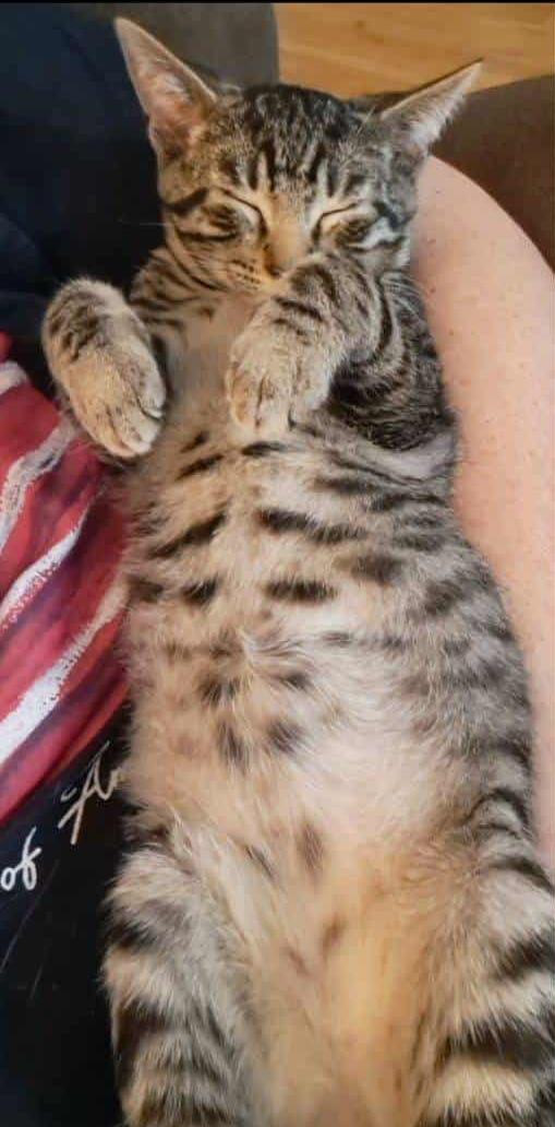 Enlarge Taylor, an adoptable Domestic Short Hair in Valley City, ND image 4/5