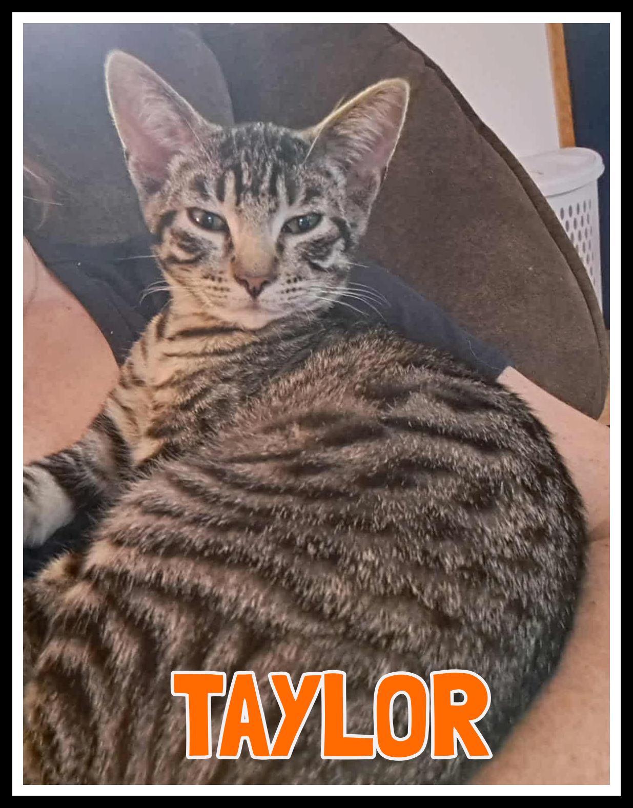 Taylor, adoptable, Young Male Domestic Short Hair.