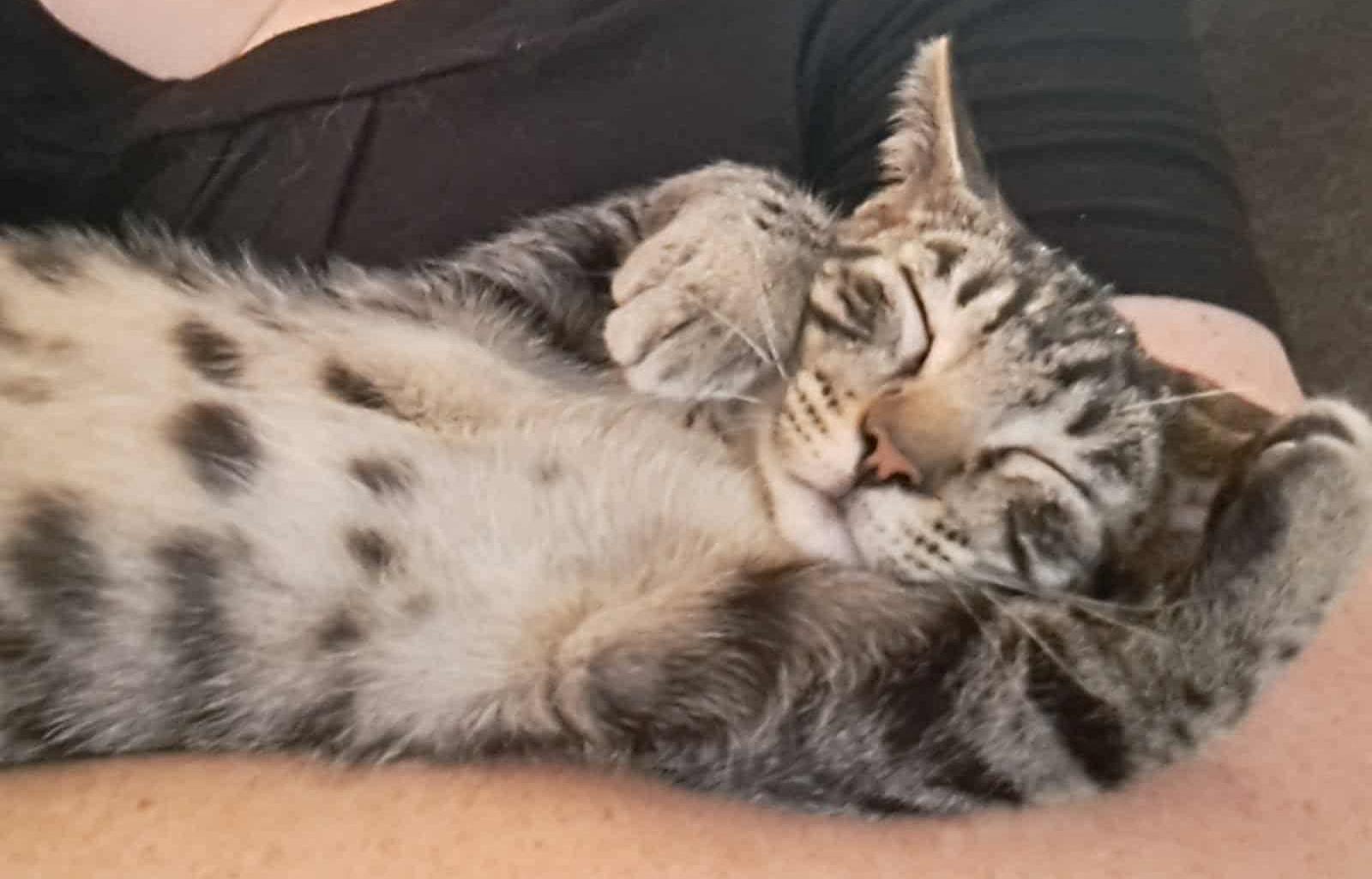 Enlarge Taylor, an adoptable Domestic Short Hair in Valley City, ND image 5/5