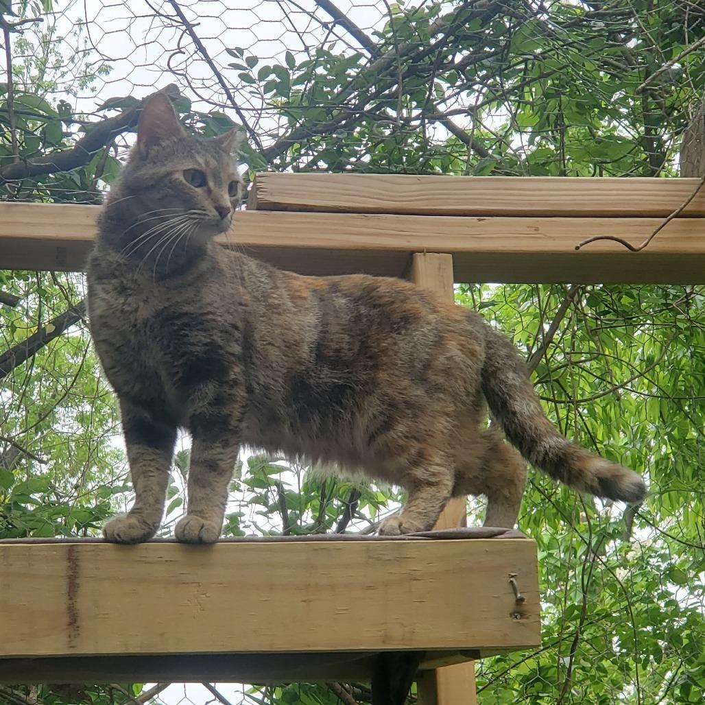 Tabby, Adoptable, Adult Female Domestic Short Hair.