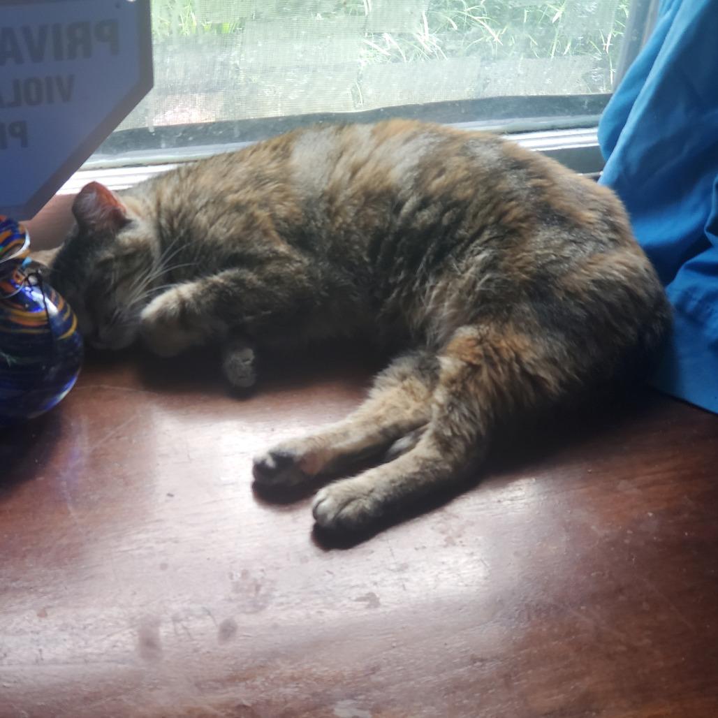 Enlarge Tabby, a Adoptable Domestic Short Hair in Memphis, TN image 2/4