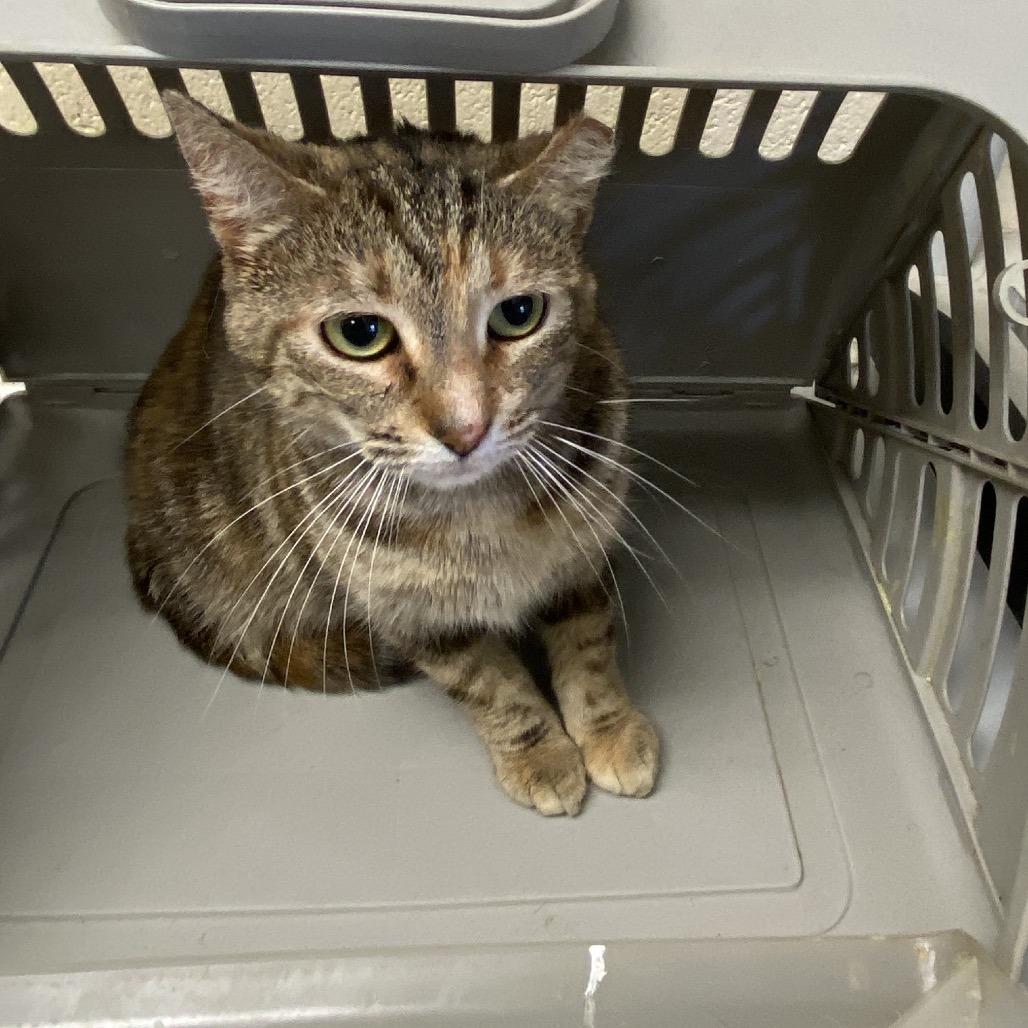 Enlarge Tabby, a Adoptable Domestic Short Hair in Memphis, TN image 3/4