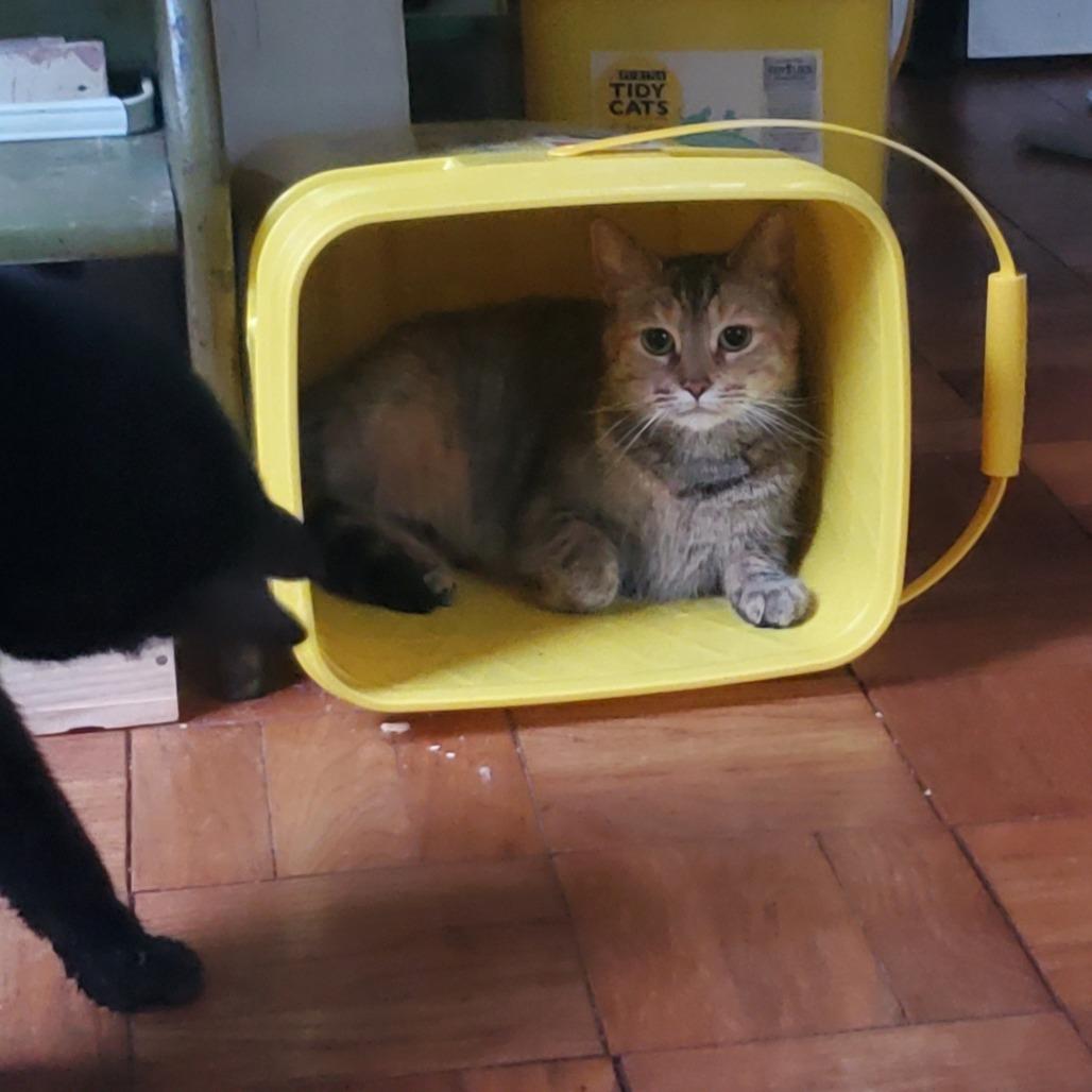 Enlarge Tabby, a Adoptable Domestic Short Hair in Memphis, TN image 4/4