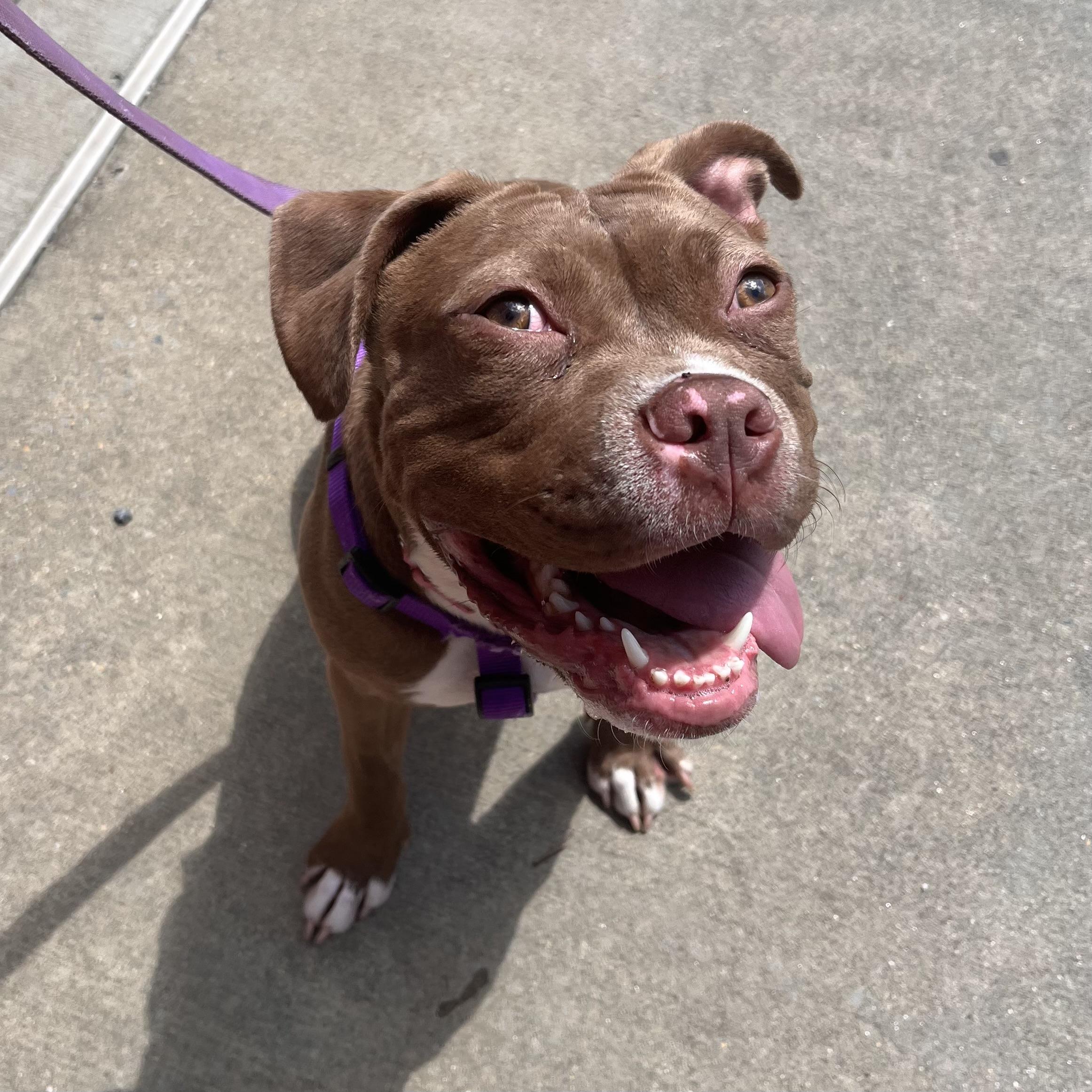 Enlarge Brooklyn, a Adoptable mixed breed in Elizabethtown, PA image 2/6