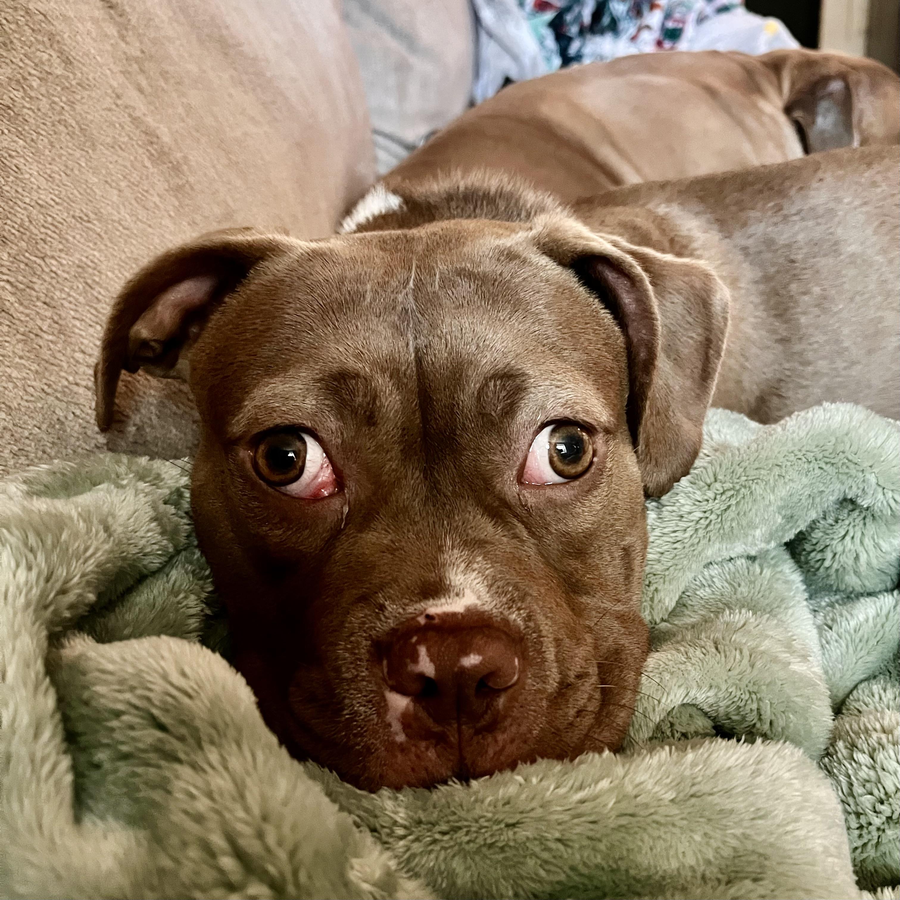 Enlarge Brooklyn, a Adoptable mixed breed in Elizabethtown, PA image 4/6